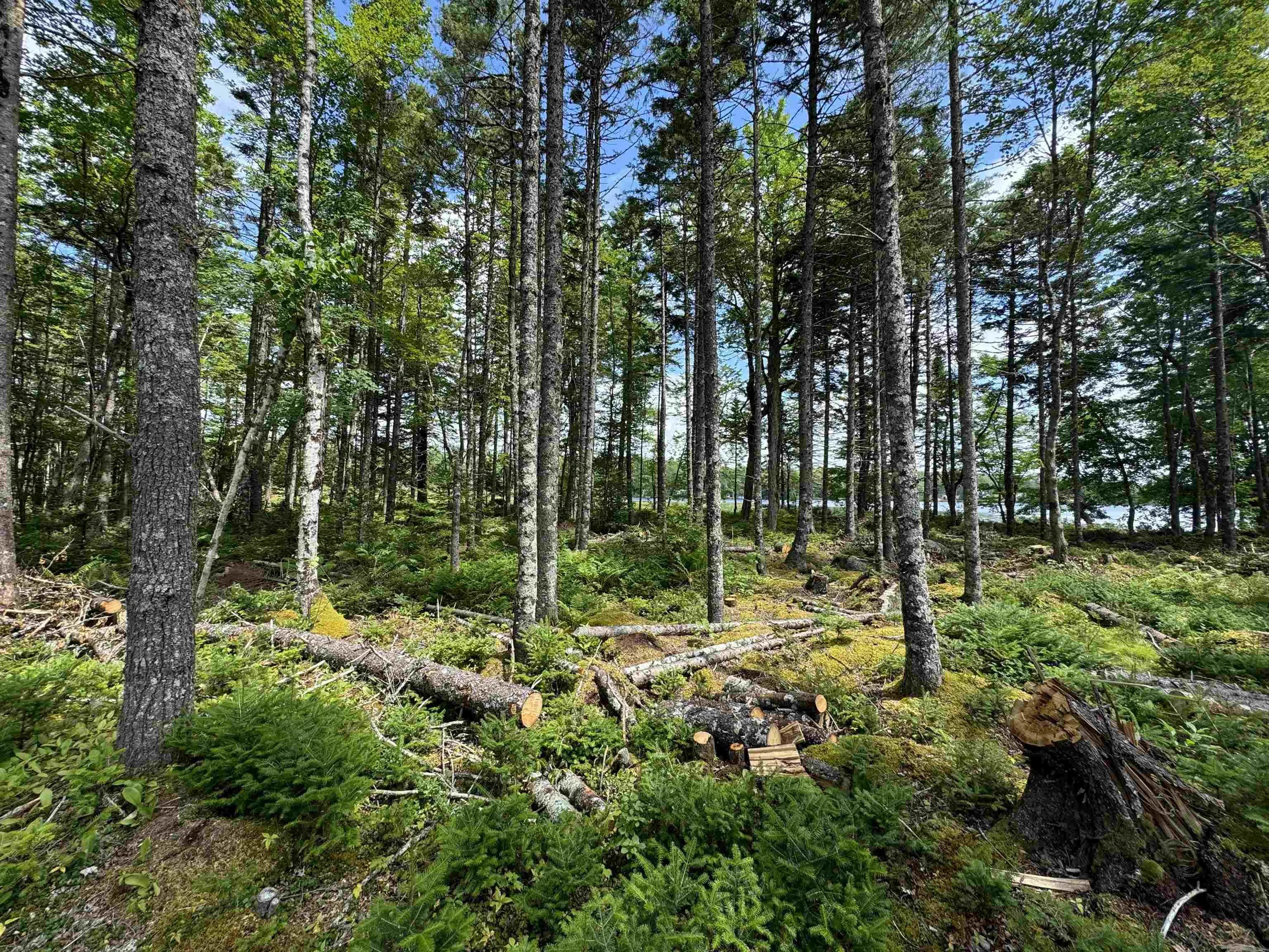 7 Lot Package East Lake Road, New Albany, NS B0S 1P0, ,Land,For Sale,East Lake,202523427