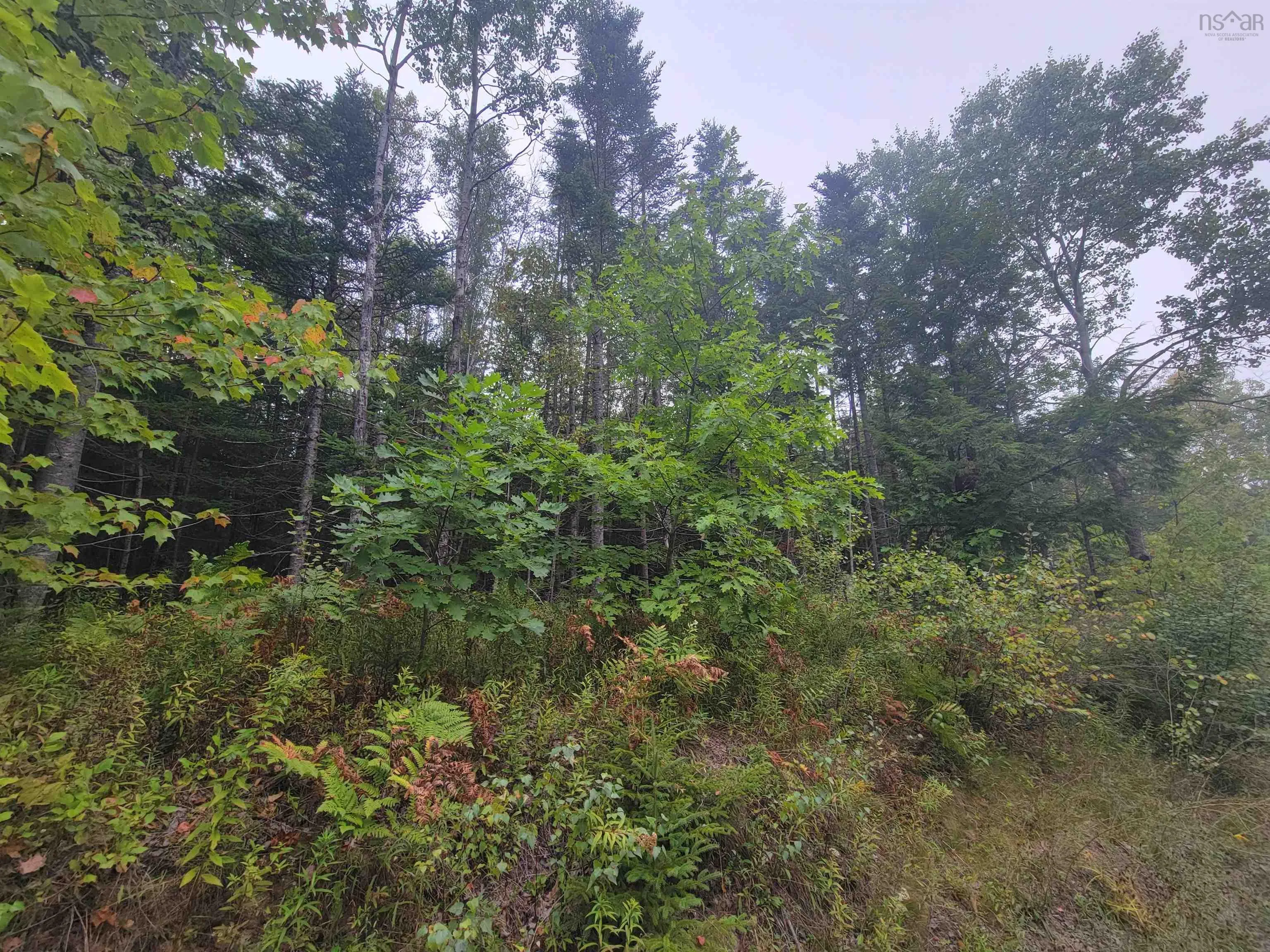 Wilson Road Lot 2, Upper Rawdon, NS B0N 2N0, ,Land,For Sale,Wilson,202522565