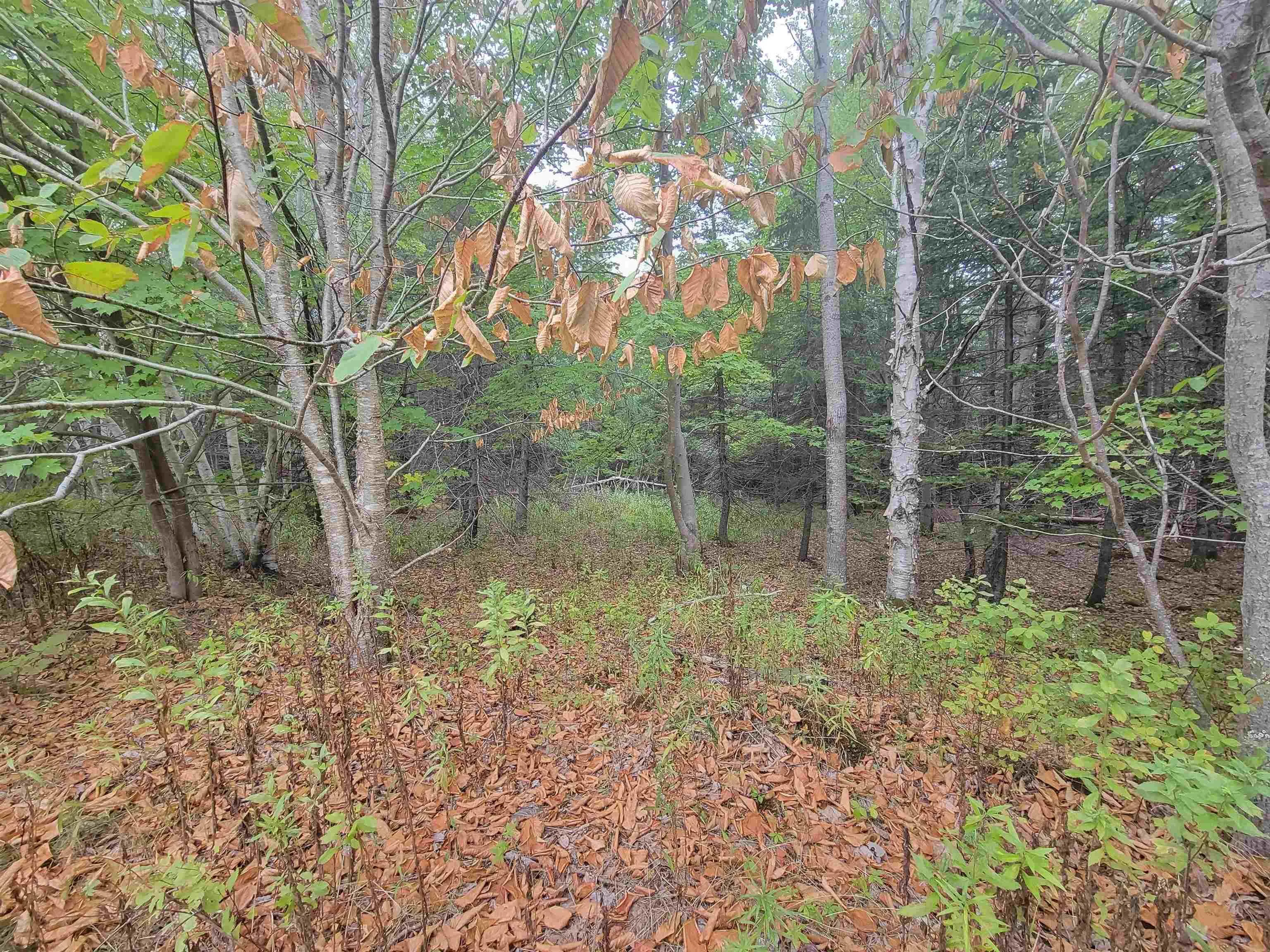 Wilson Road Lot 2, Upper Rawdon, NS B0N 2N0, ,Land,For Sale,Wilson,202522565