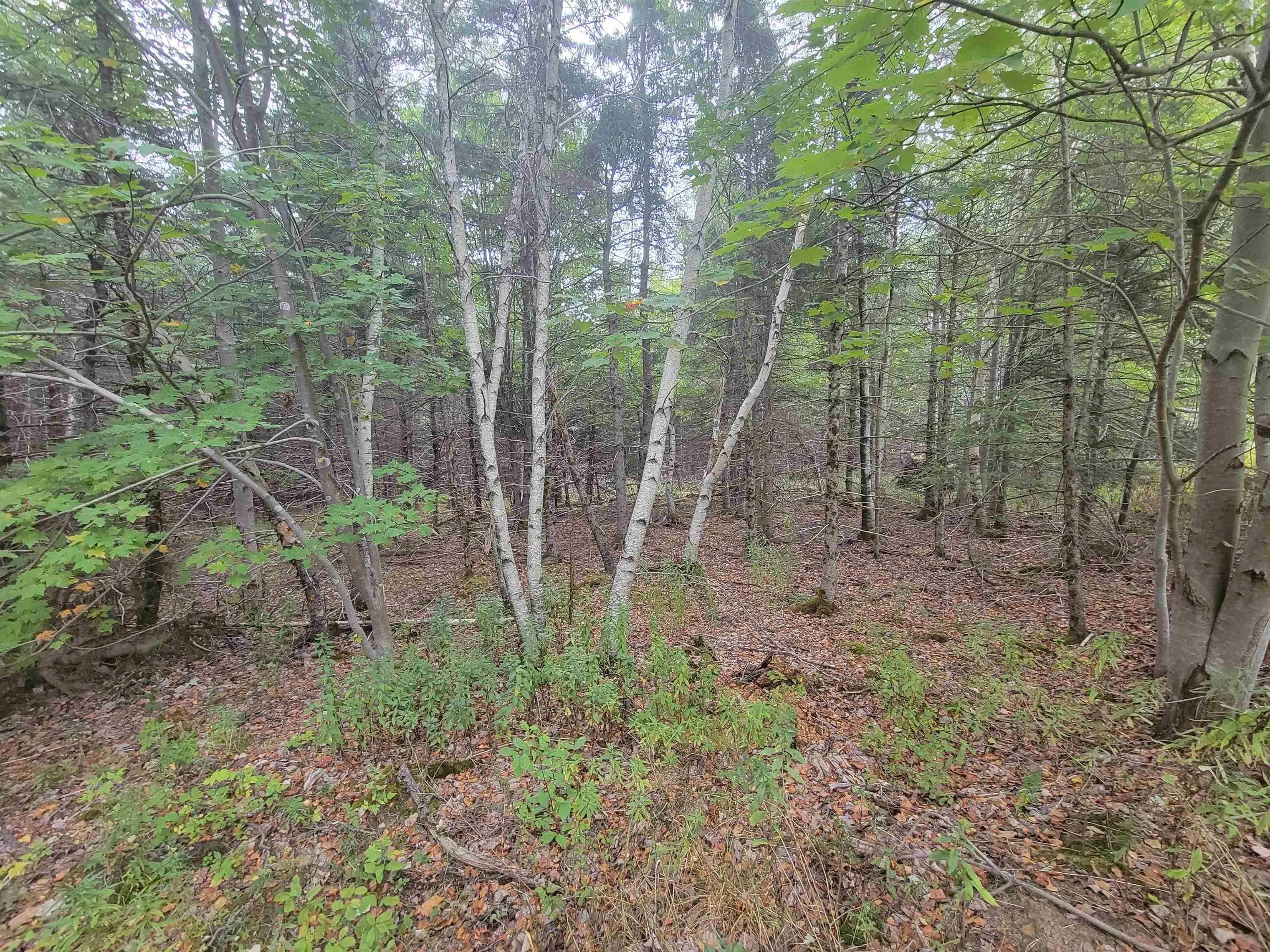 Wilson Road Lot 2, Upper Rawdon, NS B0N 2N0, ,Land,For Sale,Wilson,202522565
