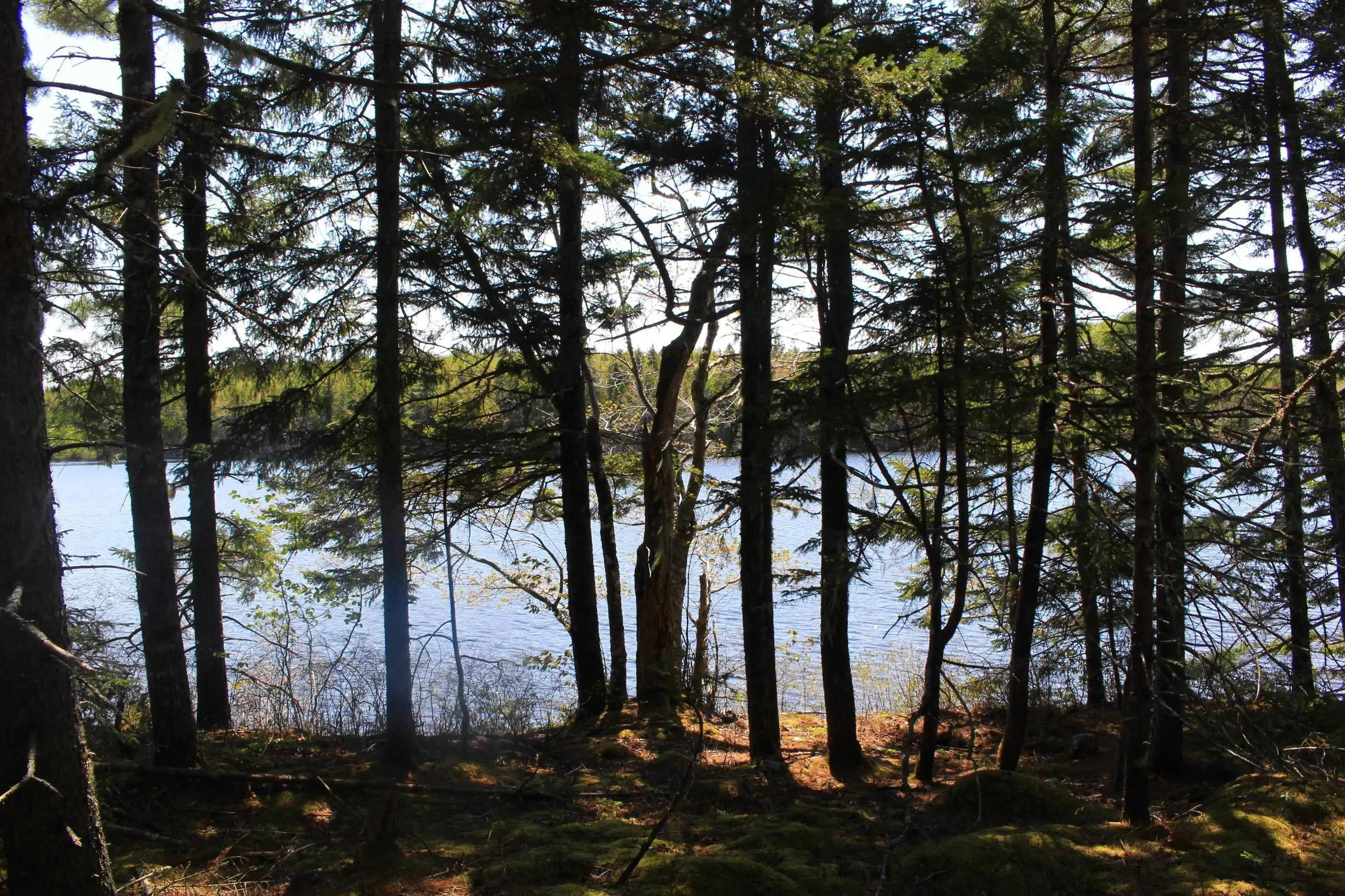2 Laconia Road, Lunenburg Ns B4v 5v9, ,Land,For Sale,Laconia,202501915