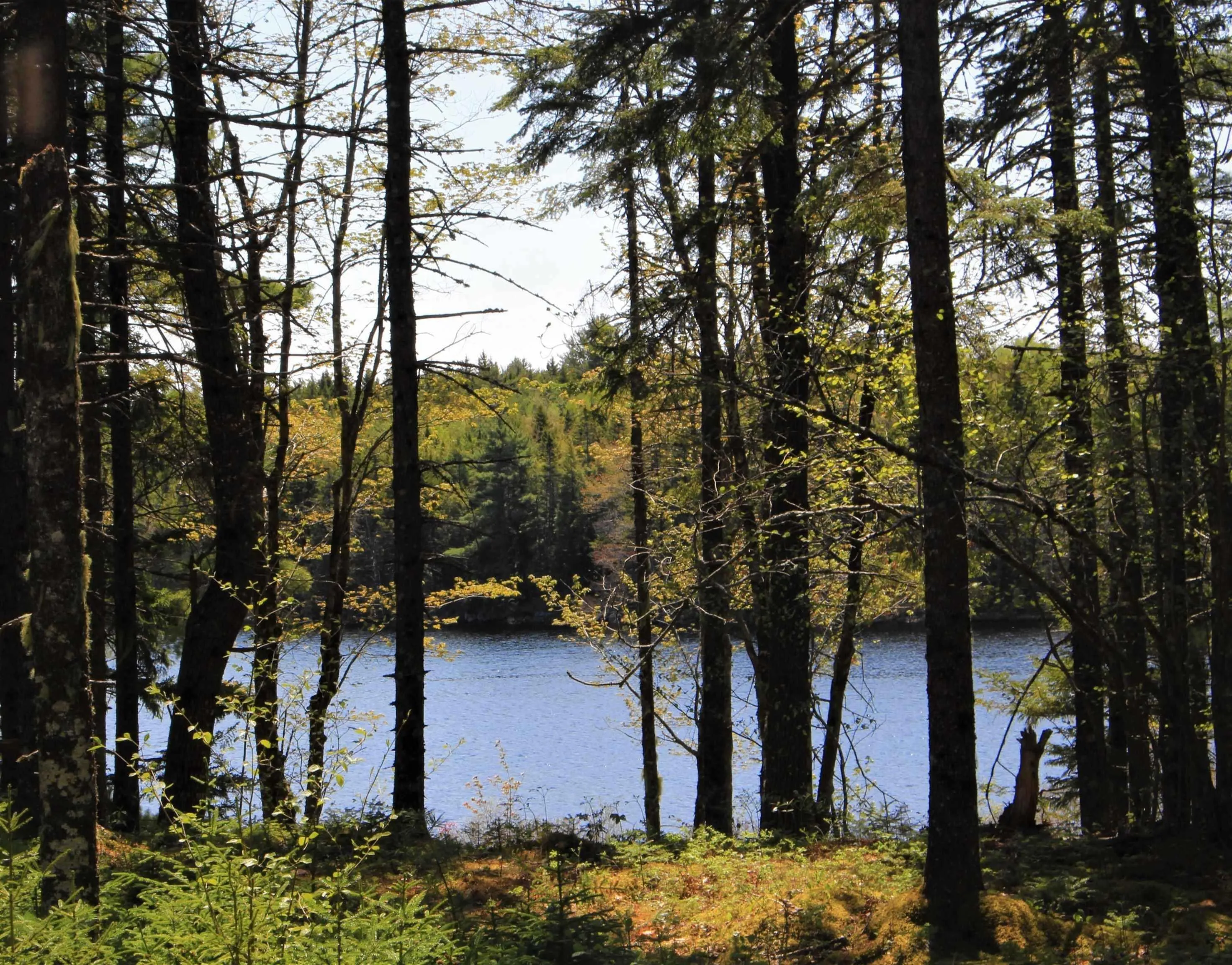 2 Laconia Road, Lunenburg Ns B4v 5v9, ,Land,For Sale,Laconia,202501915