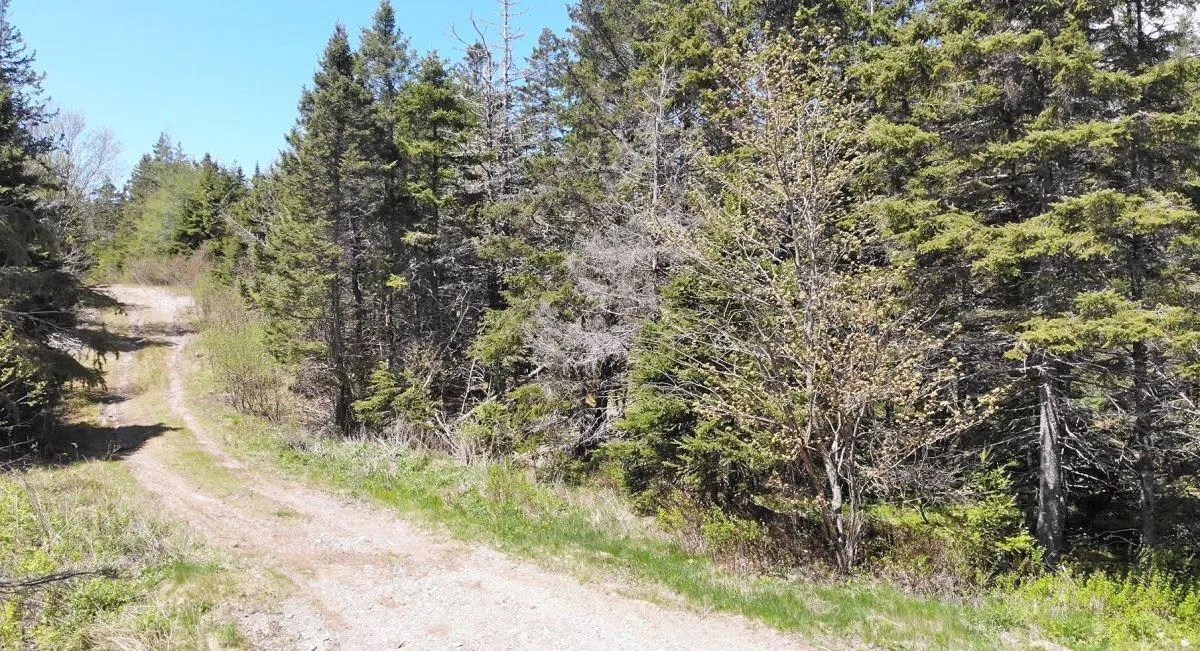 28 Acres Upper Grand Mira Road, Upper Grand Mira, NS B1K 1M1, ,Land,For Sale,Upper Grand Mira,202513002