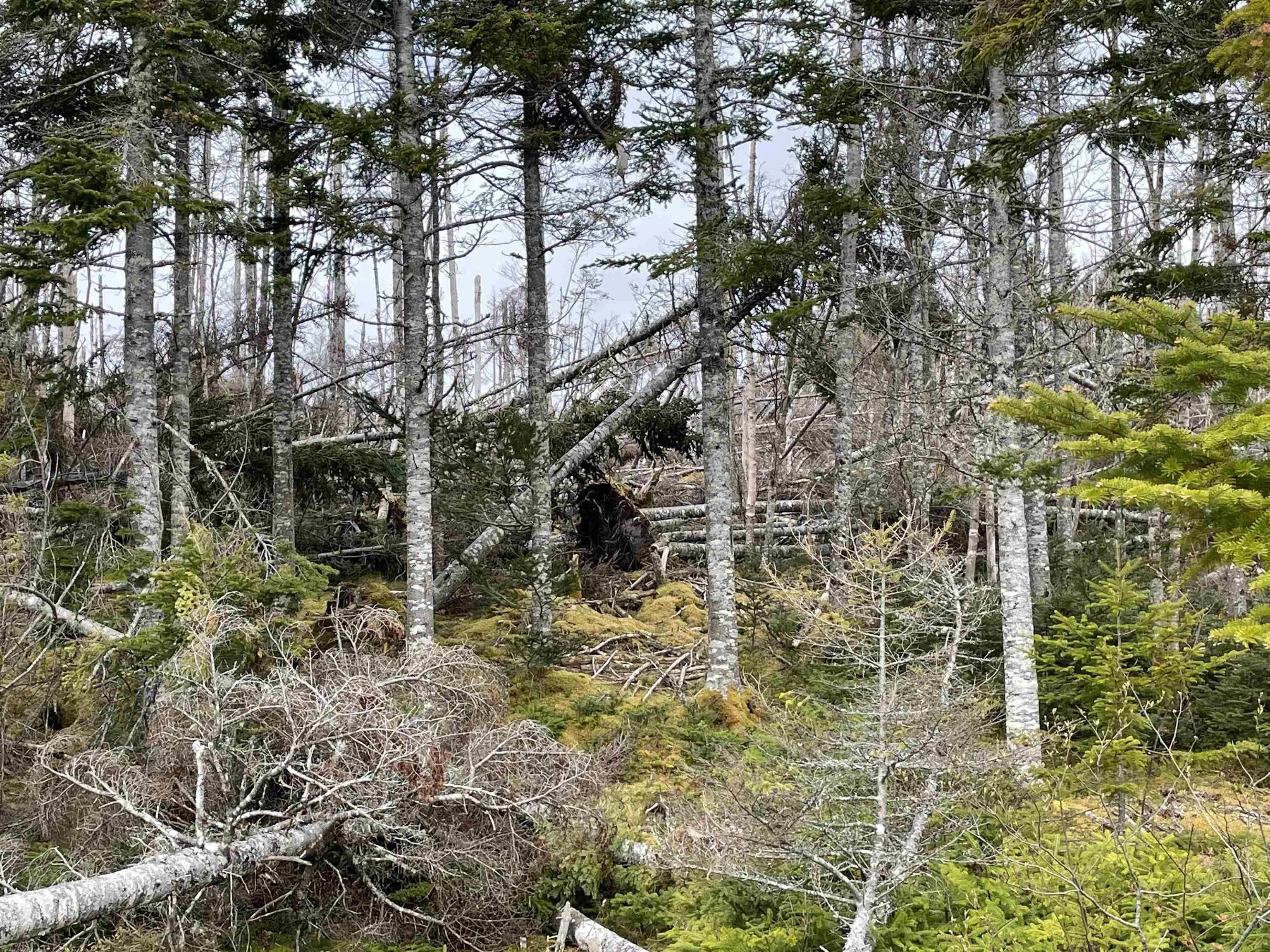 Bjoern Seelhorst Drive Lot 17, French Road Ns B1k 0b1, ,Land,For Sale,Bjoern Seelhorst,202413218