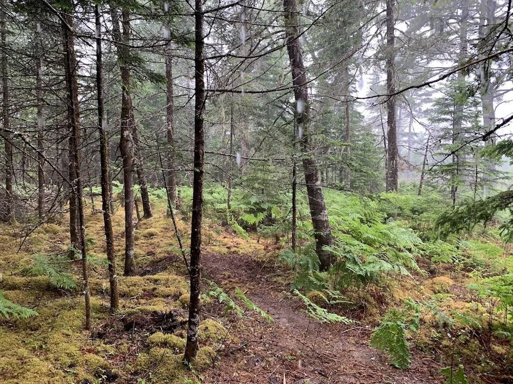 Pleasant River Preserve Lot 3, Pleasant River Ns B0t 1x0, ,Land,For Sale,Pleasant River Preserve,202418571