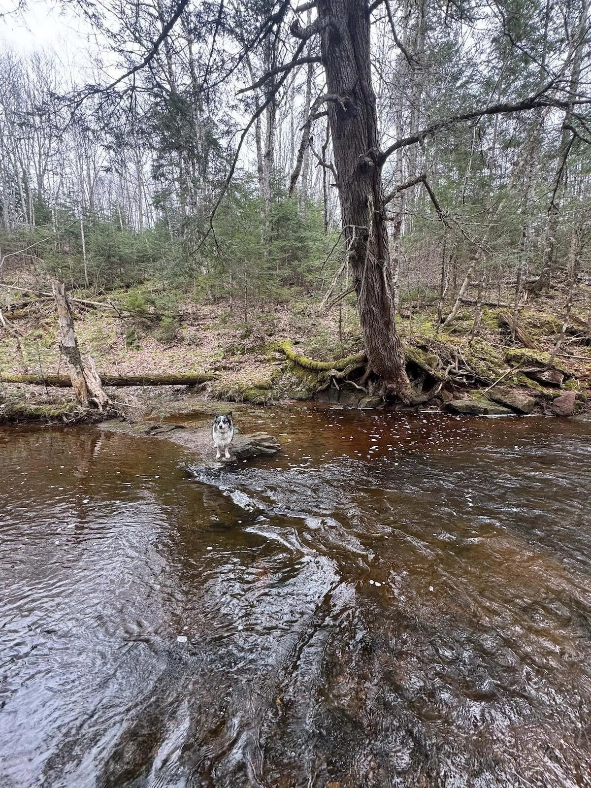 Lake Road Lot 6, Wentworth, NS B0M 1Z0, ,Land,For Sale,Lake,202518608