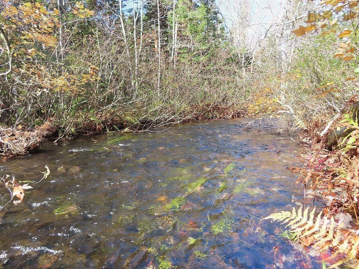 206 Highway, West Arichat Ns B0e 1a0, ,Land,For Sale,206,202316445