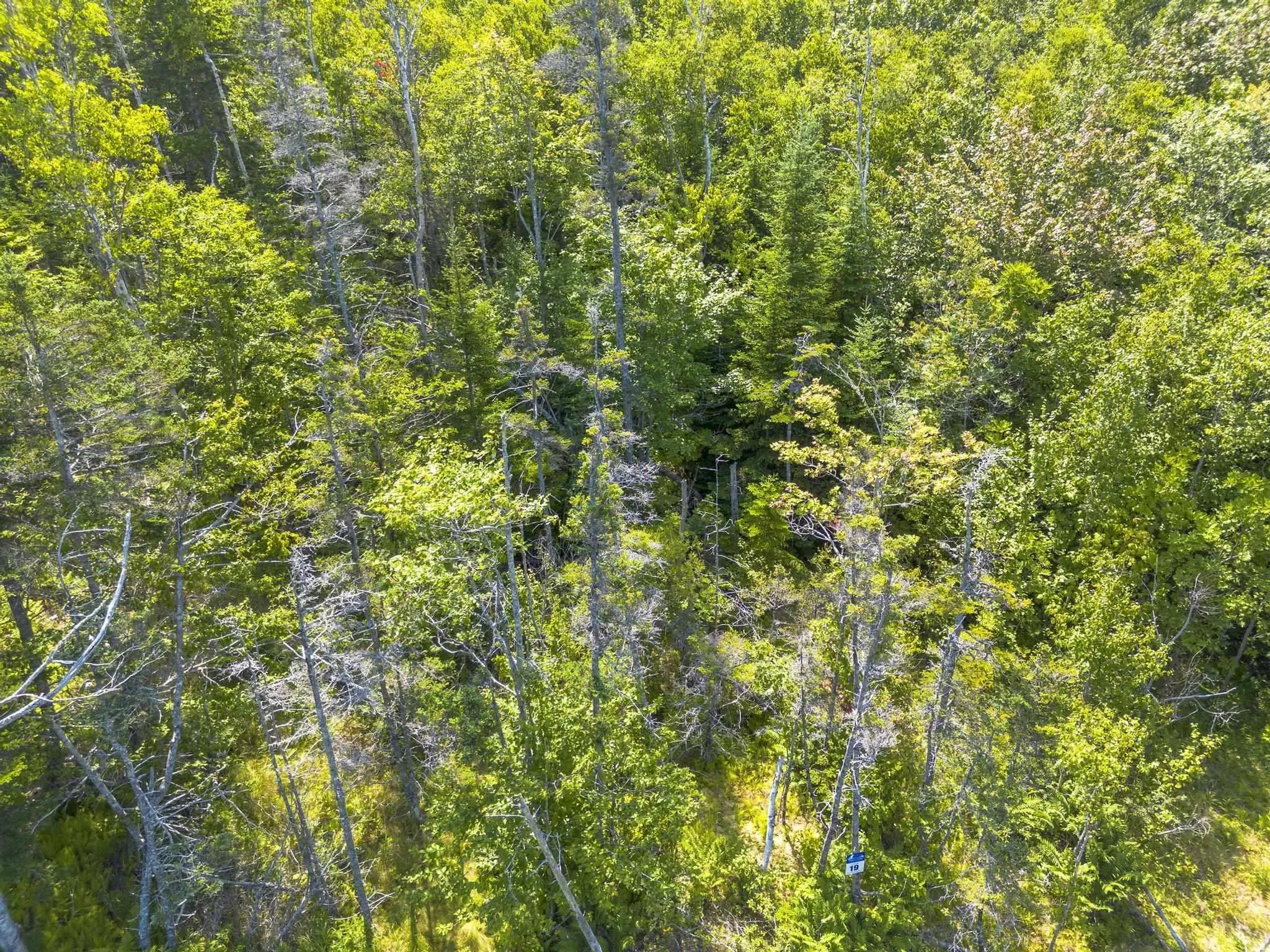 Pelton Mountain Road Lot 19, Chipman Brook, NS B0P 1J0, ,Land,For Sale,Pelton Mountain,202520956