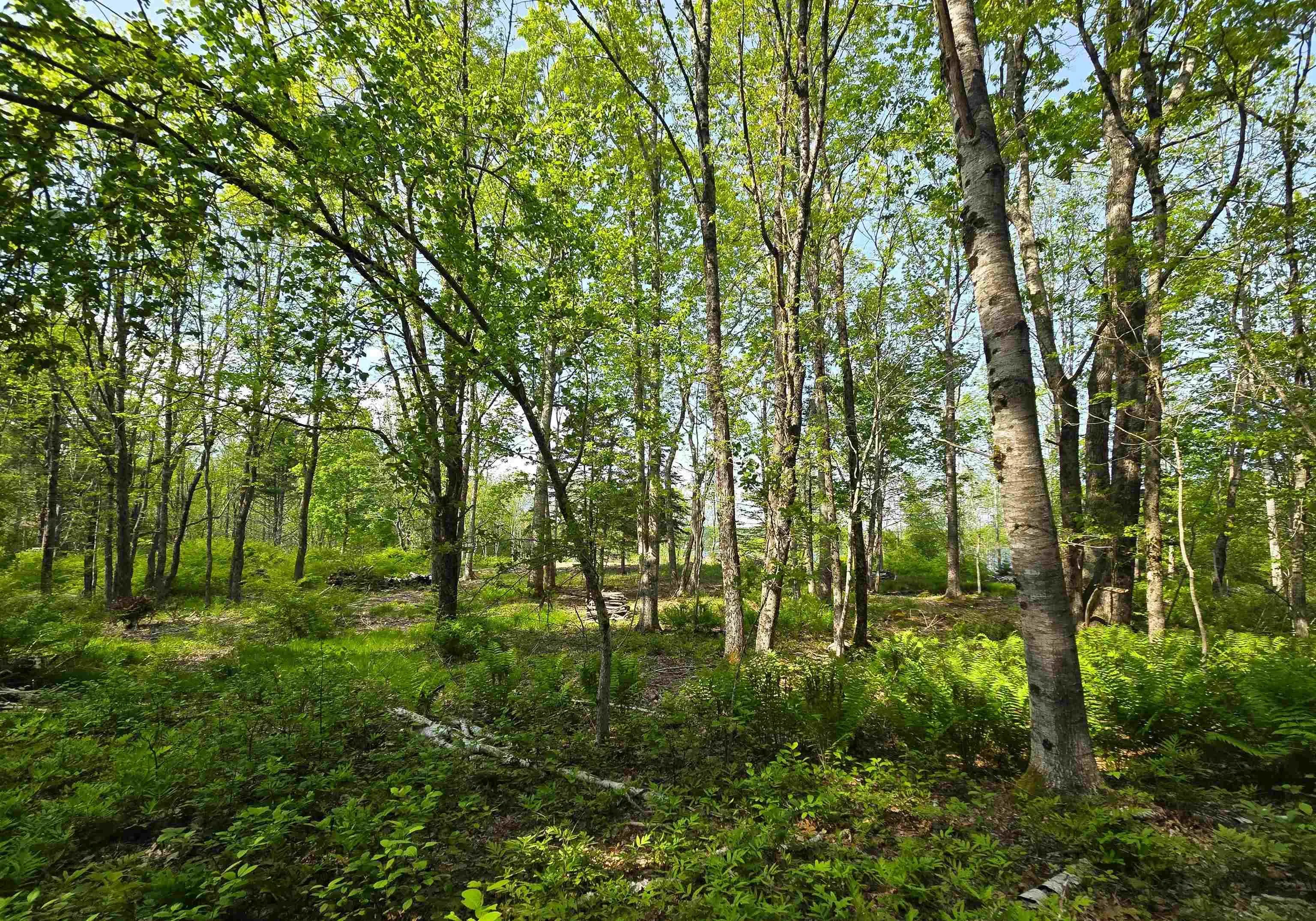 Lot 3 Highway, Maders Cove, NS B0J 2E0, ,Land,For Sale,3,202513182