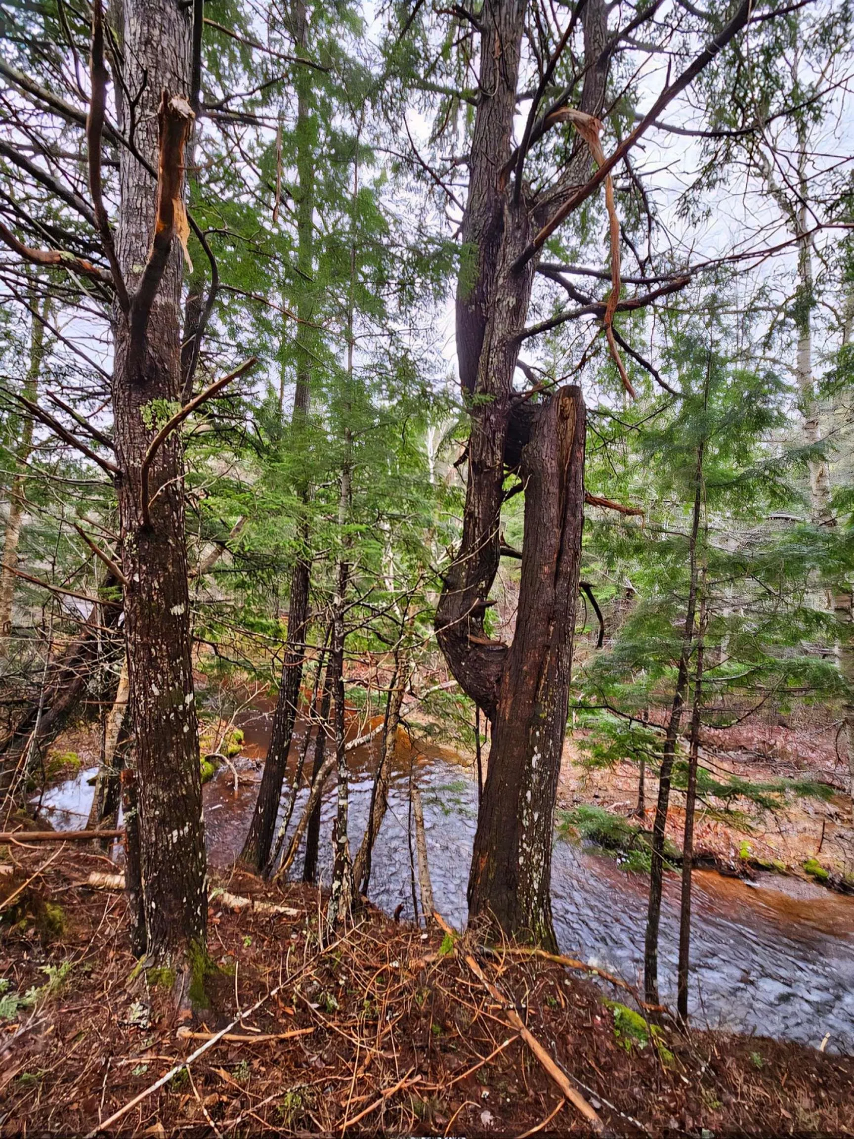 25-1 #368 Highway, Wentworth, NS B0M 1Z0, ,Land,For Sale,Highway #368,202521733