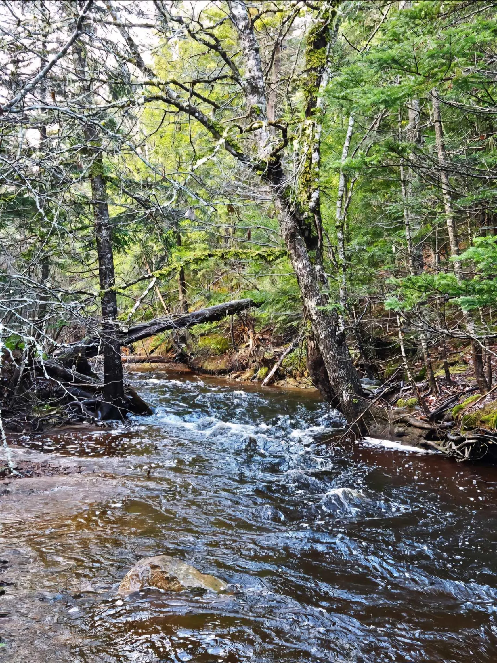 25-1 #368 Highway, Wentworth, NS B0M 1Z0, ,Land,For Sale,Highway #368,202521733