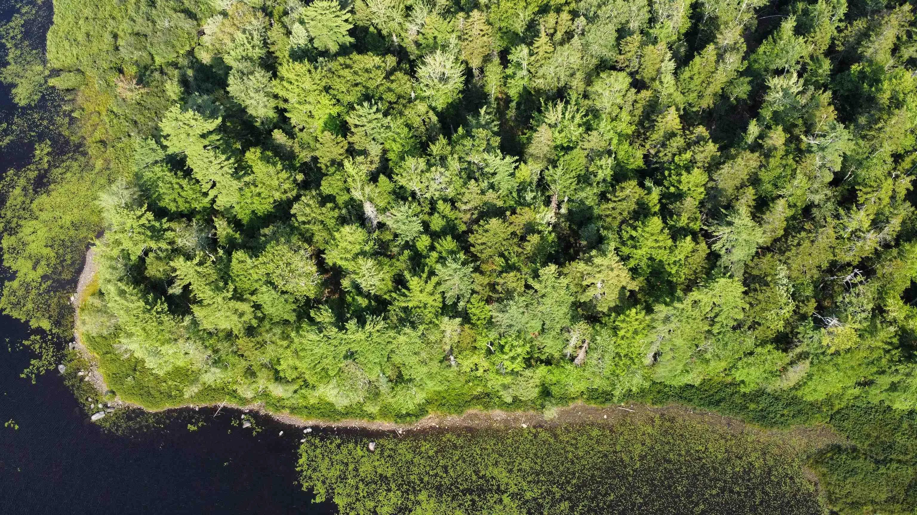 Pid# 60668795 Highway 325, West Clifford, NS B4V 8J1, ,Land,For Sale,Pid# 60668795 Highway 325,202519213