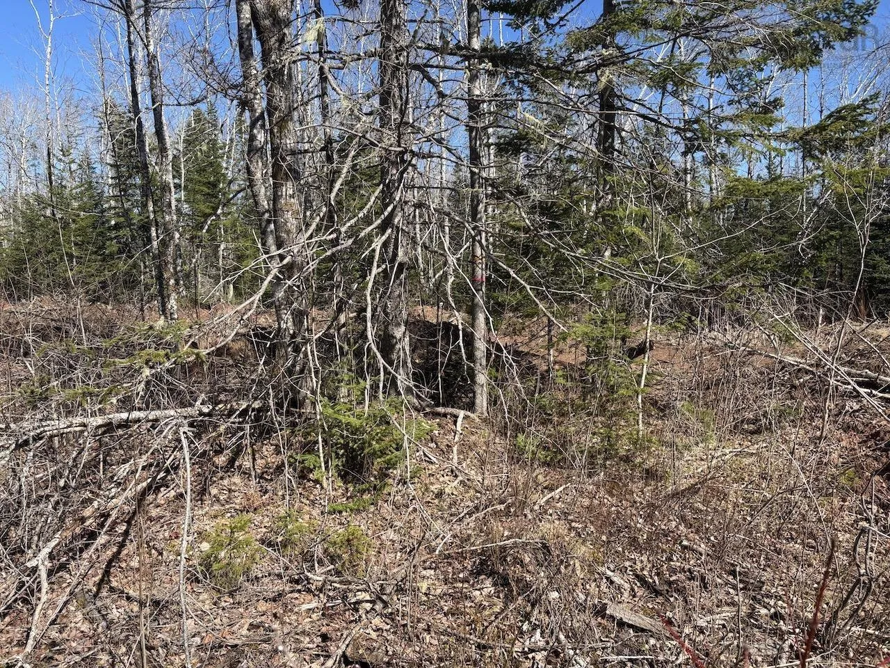 Black Lake, No 4 Highway, Black Lake Ns B0m 1x0, ,Land,For Sale,Black Lake, No 104,202507659