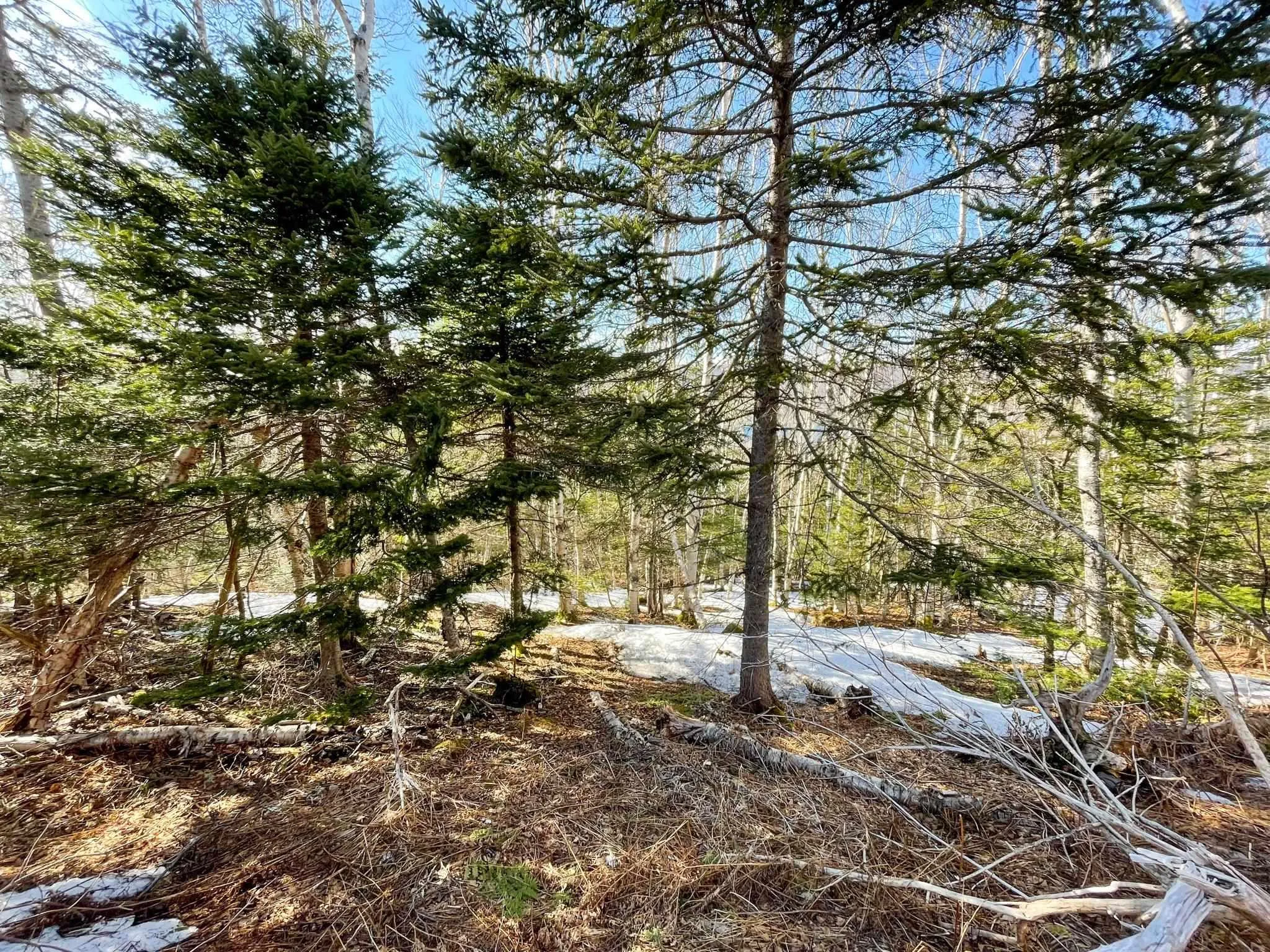 590 Tc 105 Highway, Boularderie East, NS B1X 1Y8, ,Land,For Sale,Tc 105,202520037