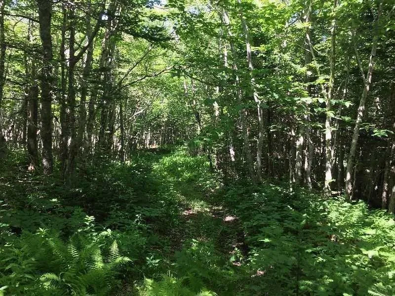 #217 Highway, Tiddville, NS B0V 1E0, ,Land,For Sale,#217,202520542