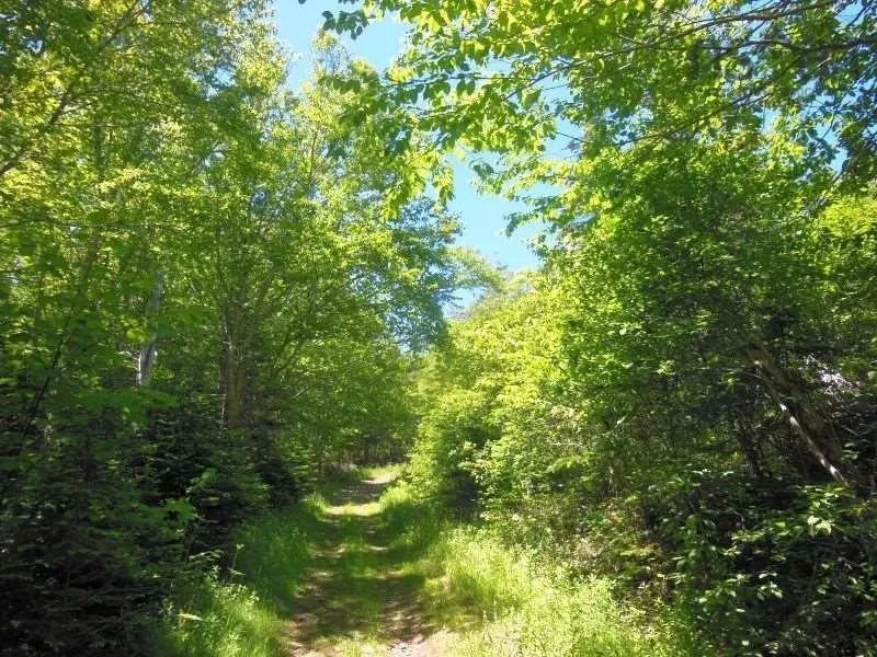 #217 Highway, Tiddville, NS B0V 1E0, ,Land,For Sale,#217,202520542