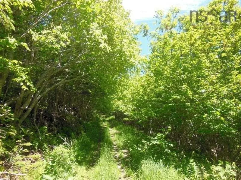 #217 Highway, Tiddville, NS B0V 1E0, ,Land,For Sale,#217,202520542