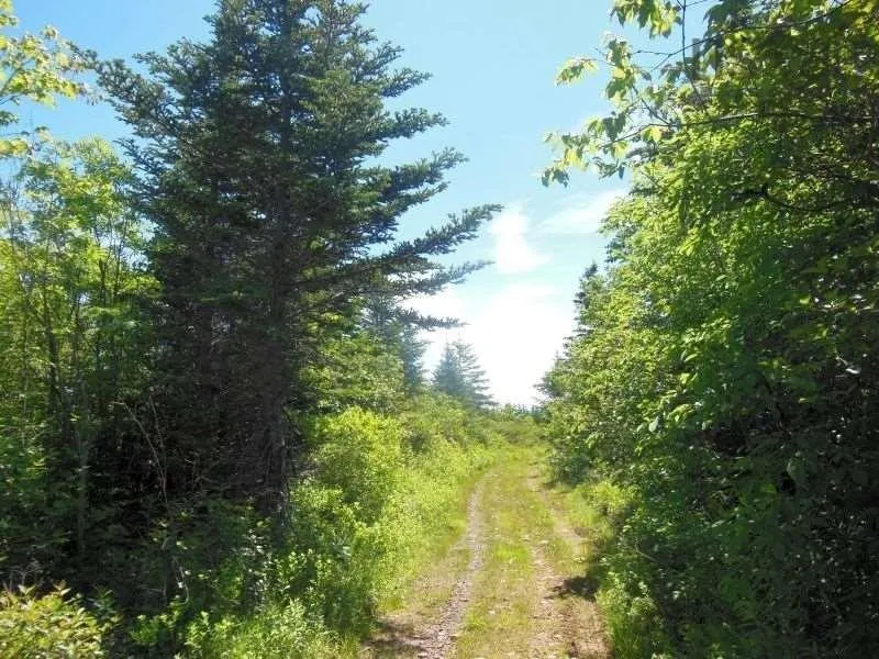 #217 Highway, Tiddville, NS B0V 1E0, ,Land,For Sale,#217,202520542