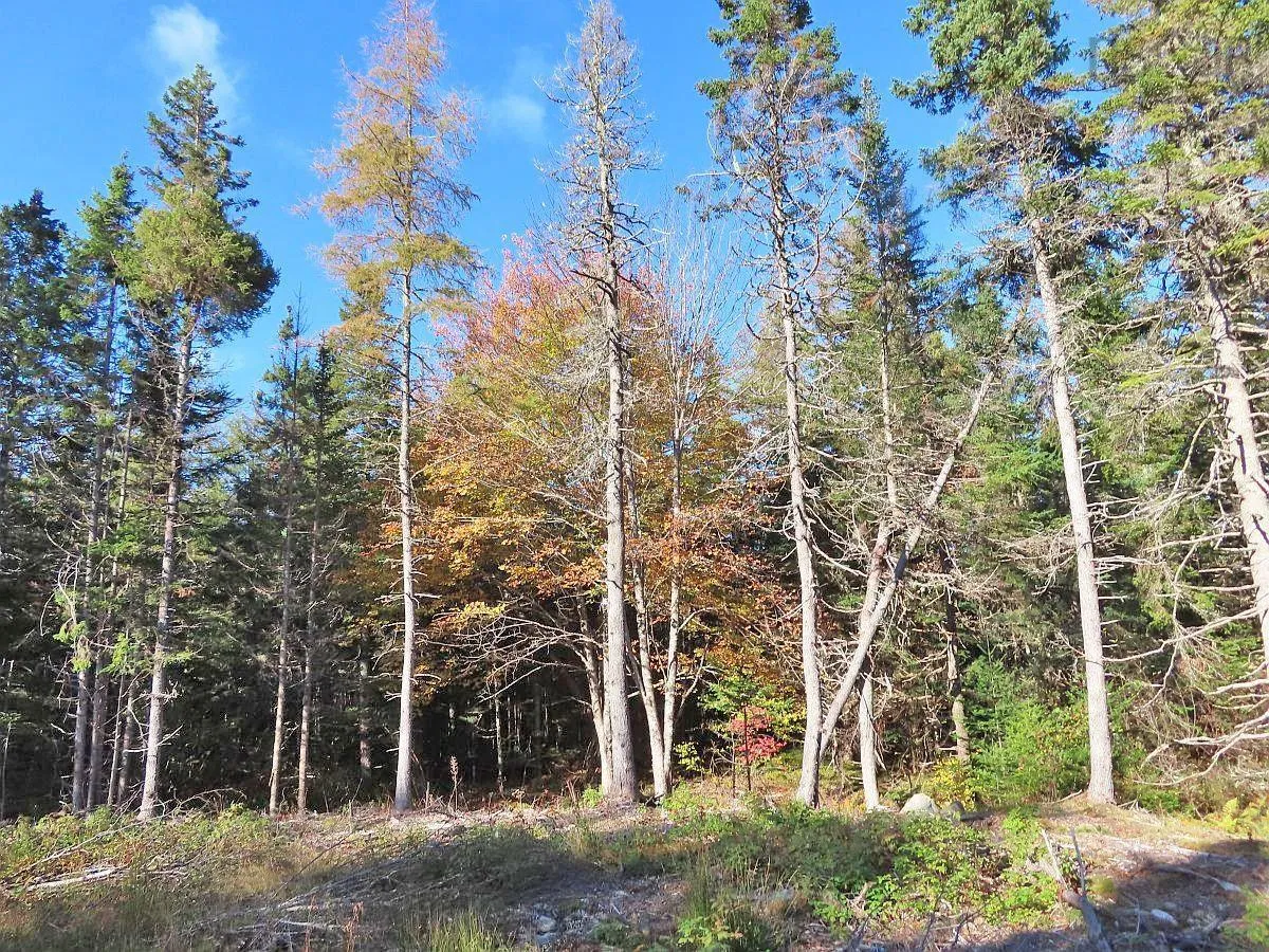 Lot 8 #4 Highway (lower River Road) Road, Cleveland Ns B0e 1j0, ,Land,For Sale,#4 Highway (Lower River Road),202407519