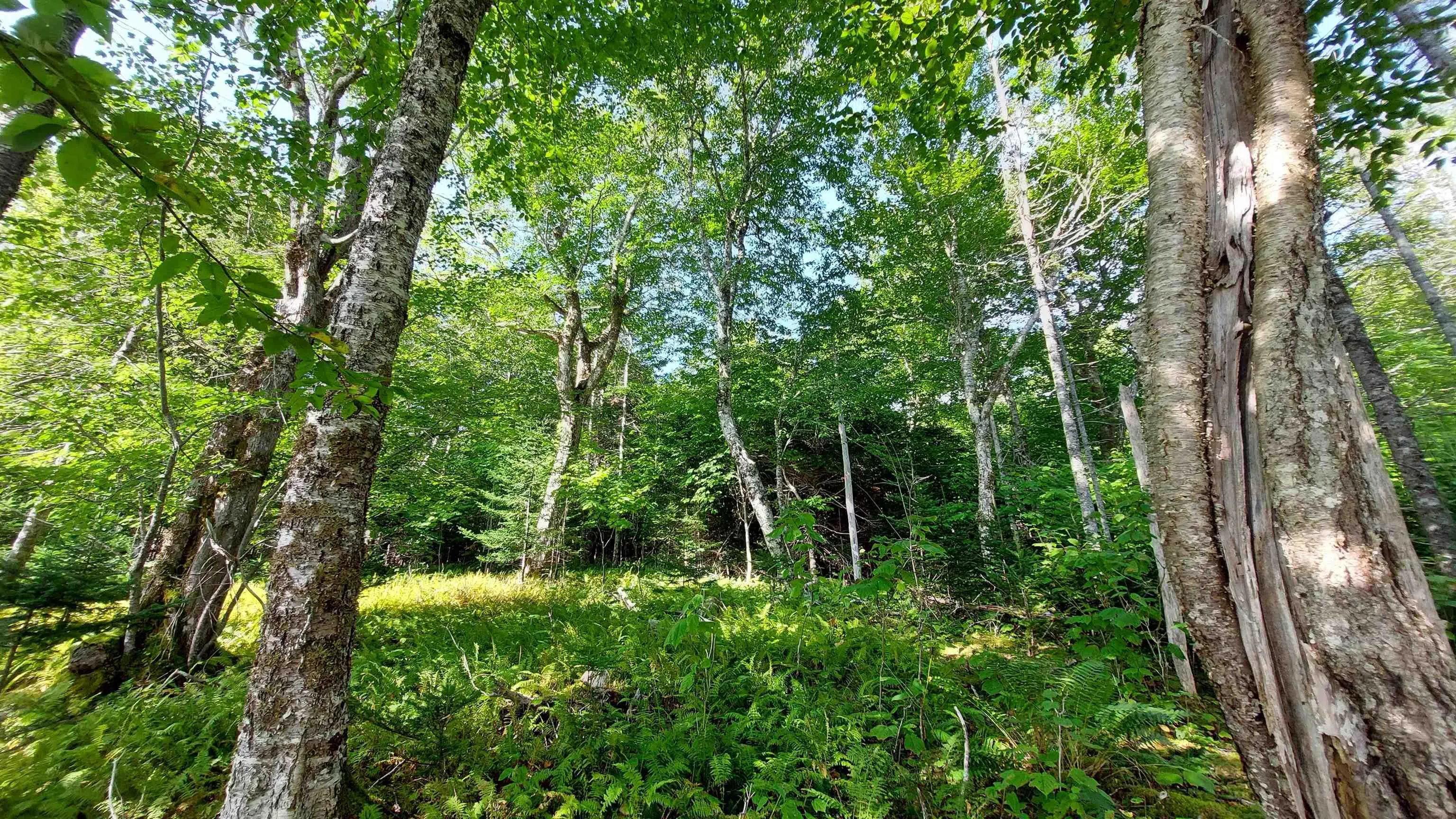 Lot 1a-3 Birch Crescent, Cape George, NS B0E 3B0, ,Land,For Sale,Birch Crescent,202522558