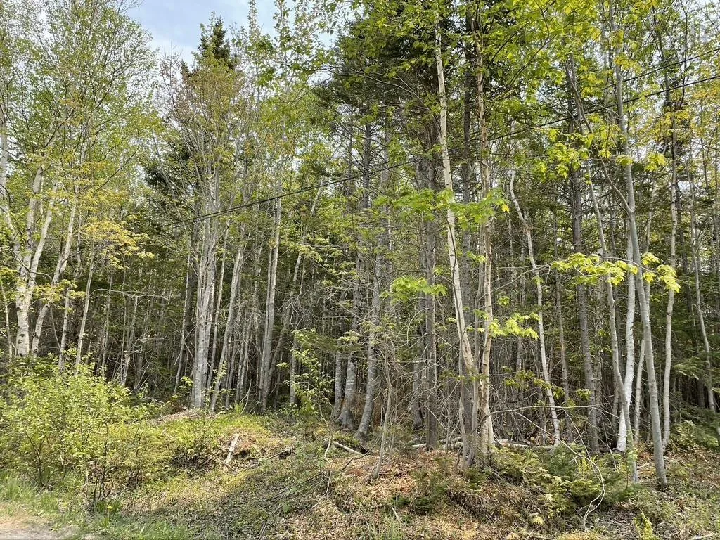 Beverly's Hill Road, Baddeck Inlet Ns B0e 1b0, ,Land,For Sale,Beverly's Hill,202414679