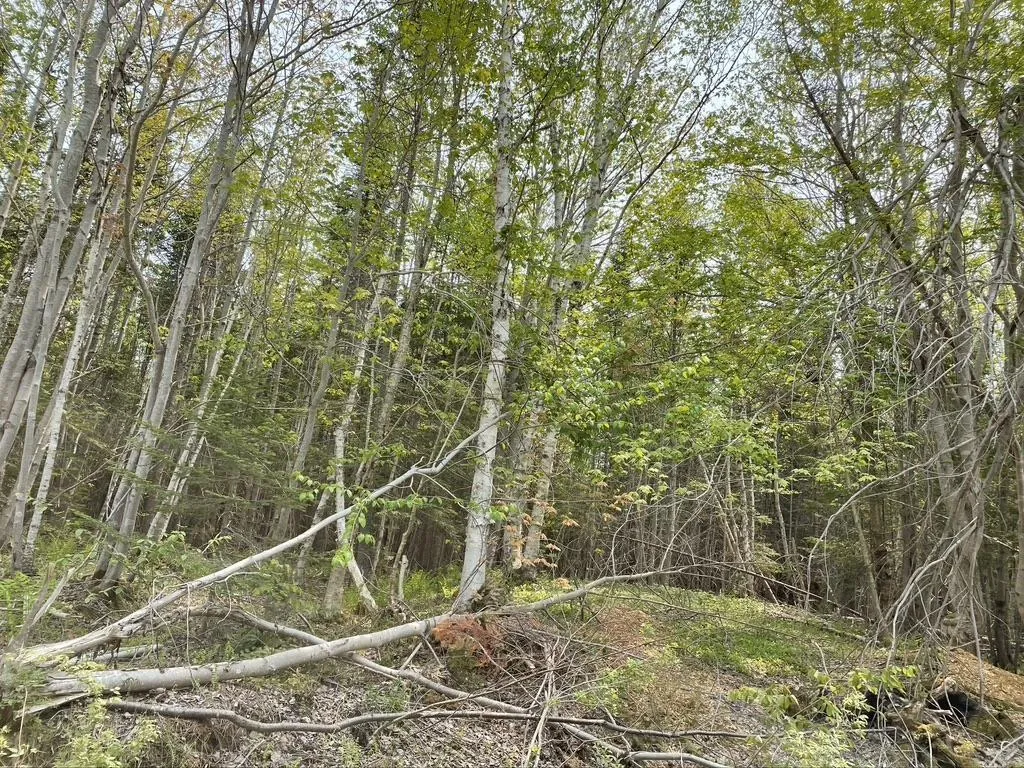 Beverly's Hill Road, Baddeck Inlet Ns B0e 1b0, ,Land,For Sale,Beverly's Hill,202414679