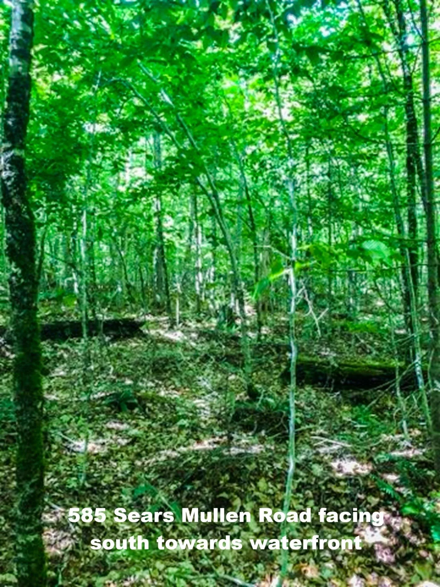 585 Sears Mullen Road, New Tusket Ns B0w 3t0, ,Land,For Sale,Sears Mullen,202505740