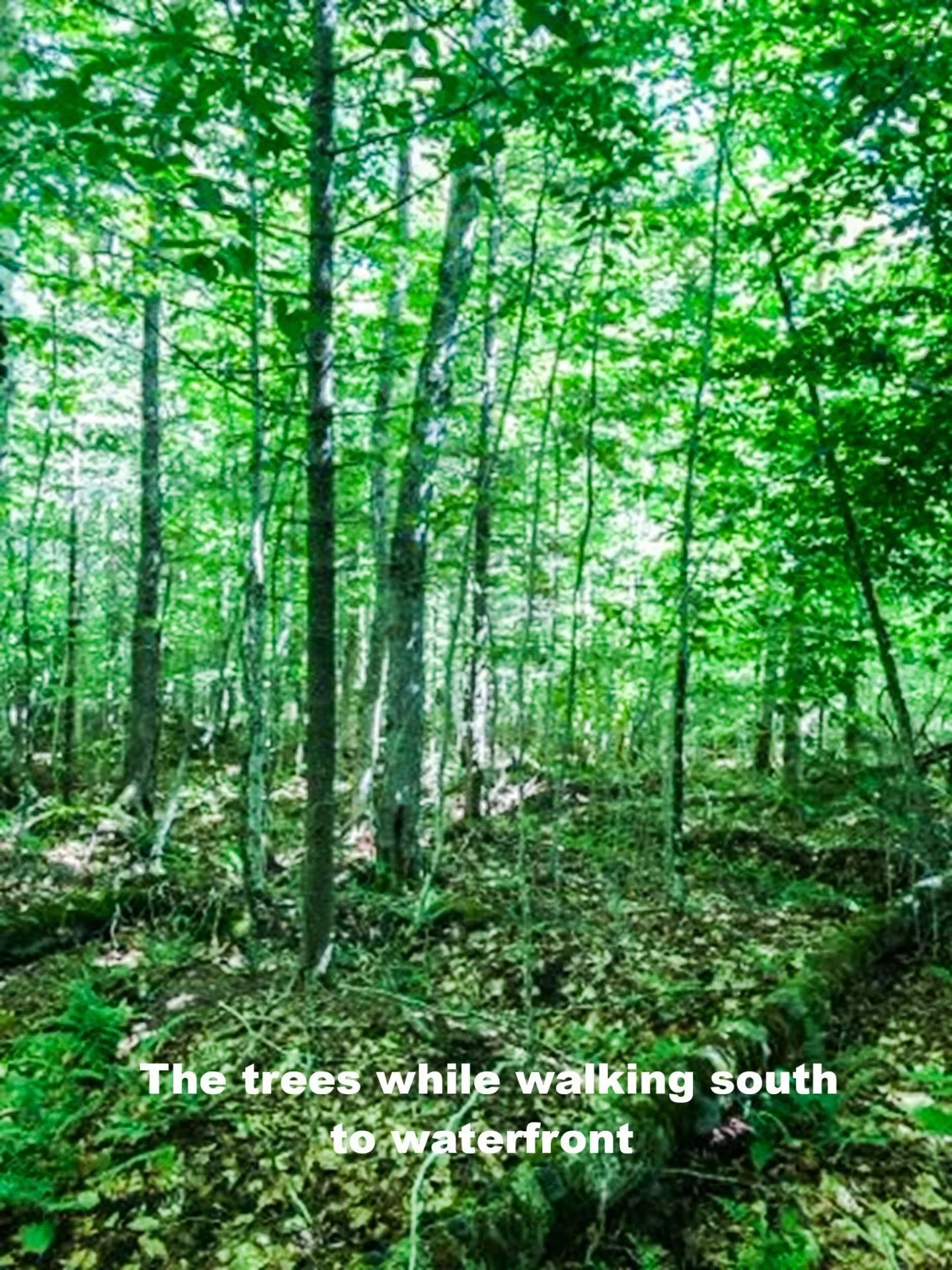 585 Sears Mullen Road, New Tusket Ns B0w 3t0, ,Land,For Sale,Sears Mullen,202505740
