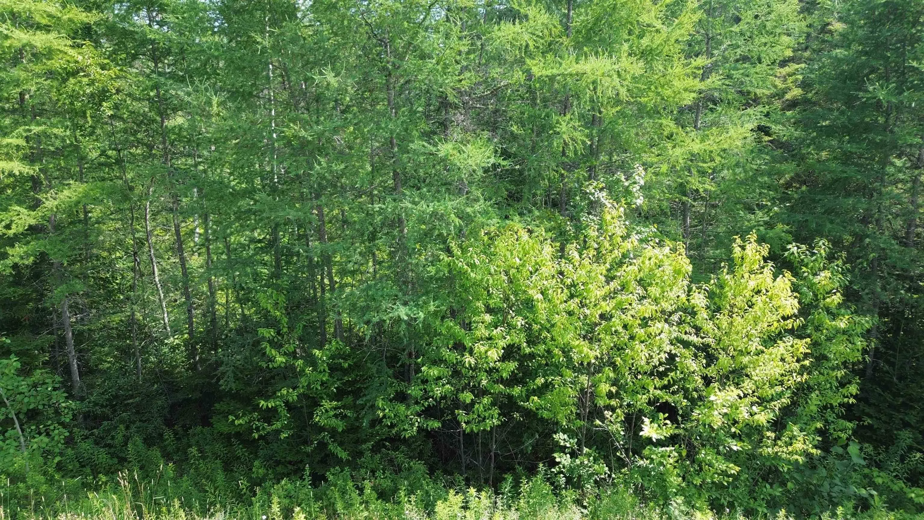 Lot 54 Highway 4, Cleveland, NS B0E 1J0, ,Land,For Sale,Highway 4, Kempt Road,202519191