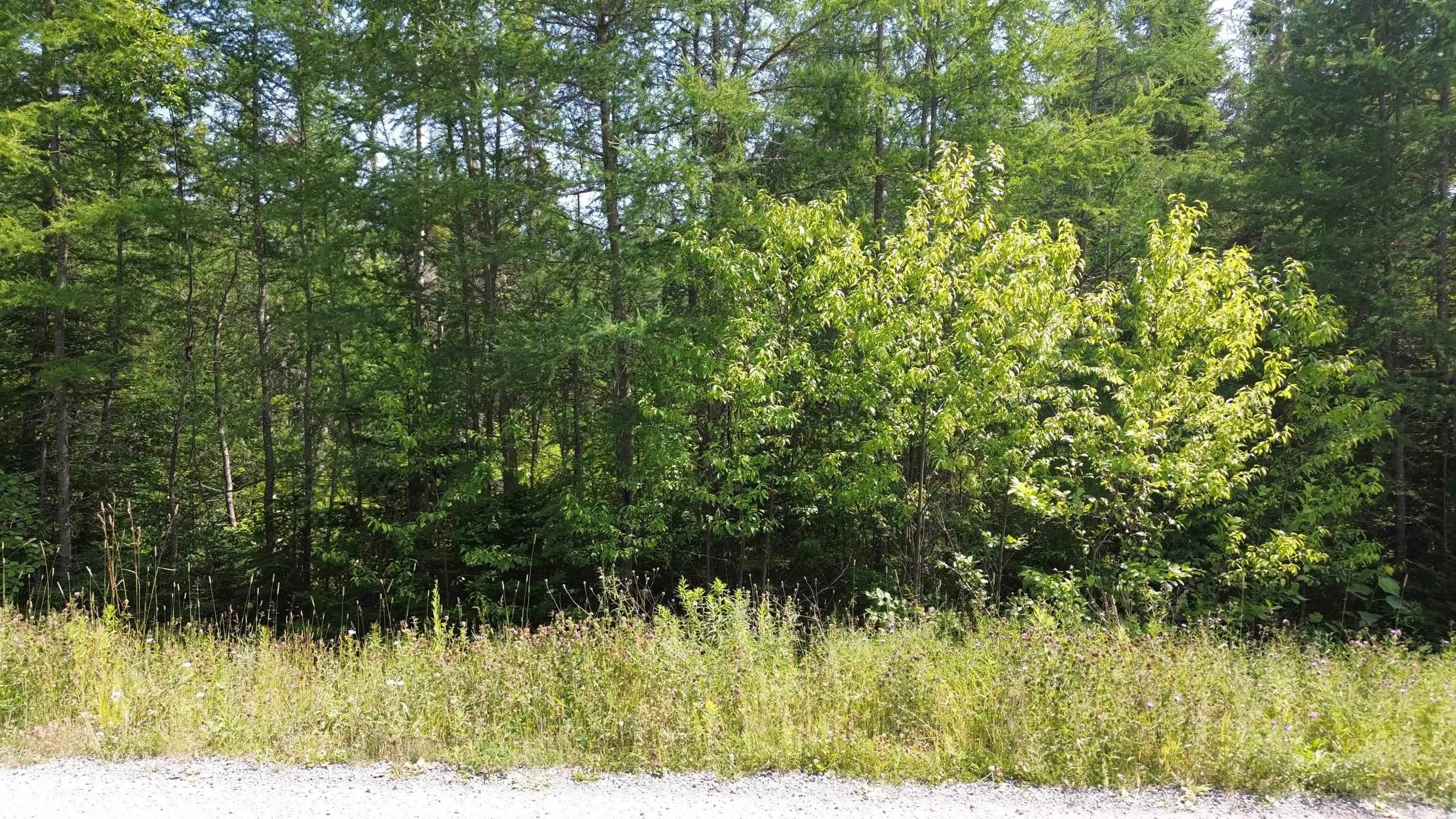 Lot 54 Highway 4, Cleveland, NS B0E 1J0, ,Land,For Sale,Highway 4, Kempt Road,202519191