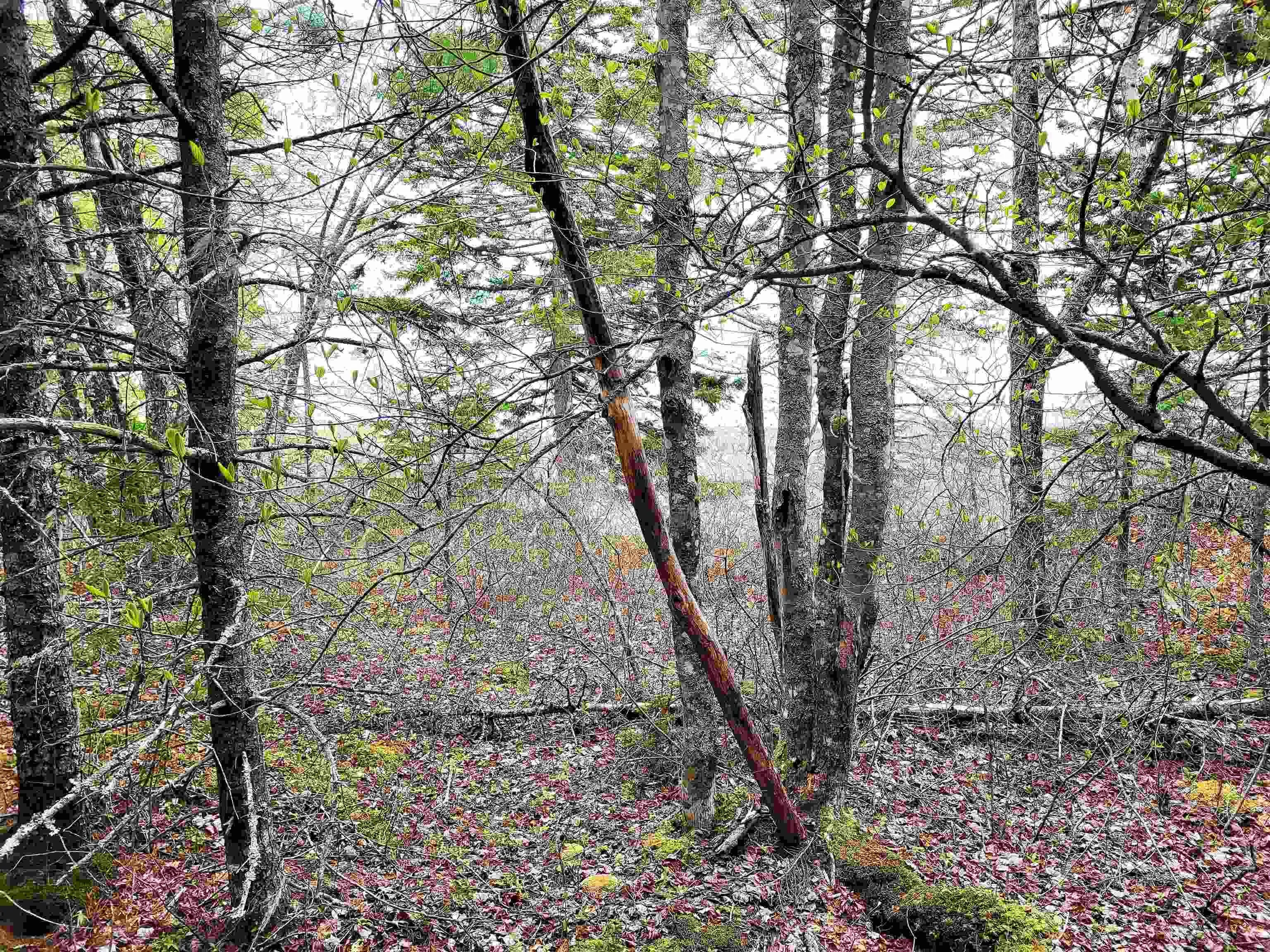 Hirtle Road, Voglers Cove Ns B0j 2h0, ,Land,For Sale,Hirtle,202417604