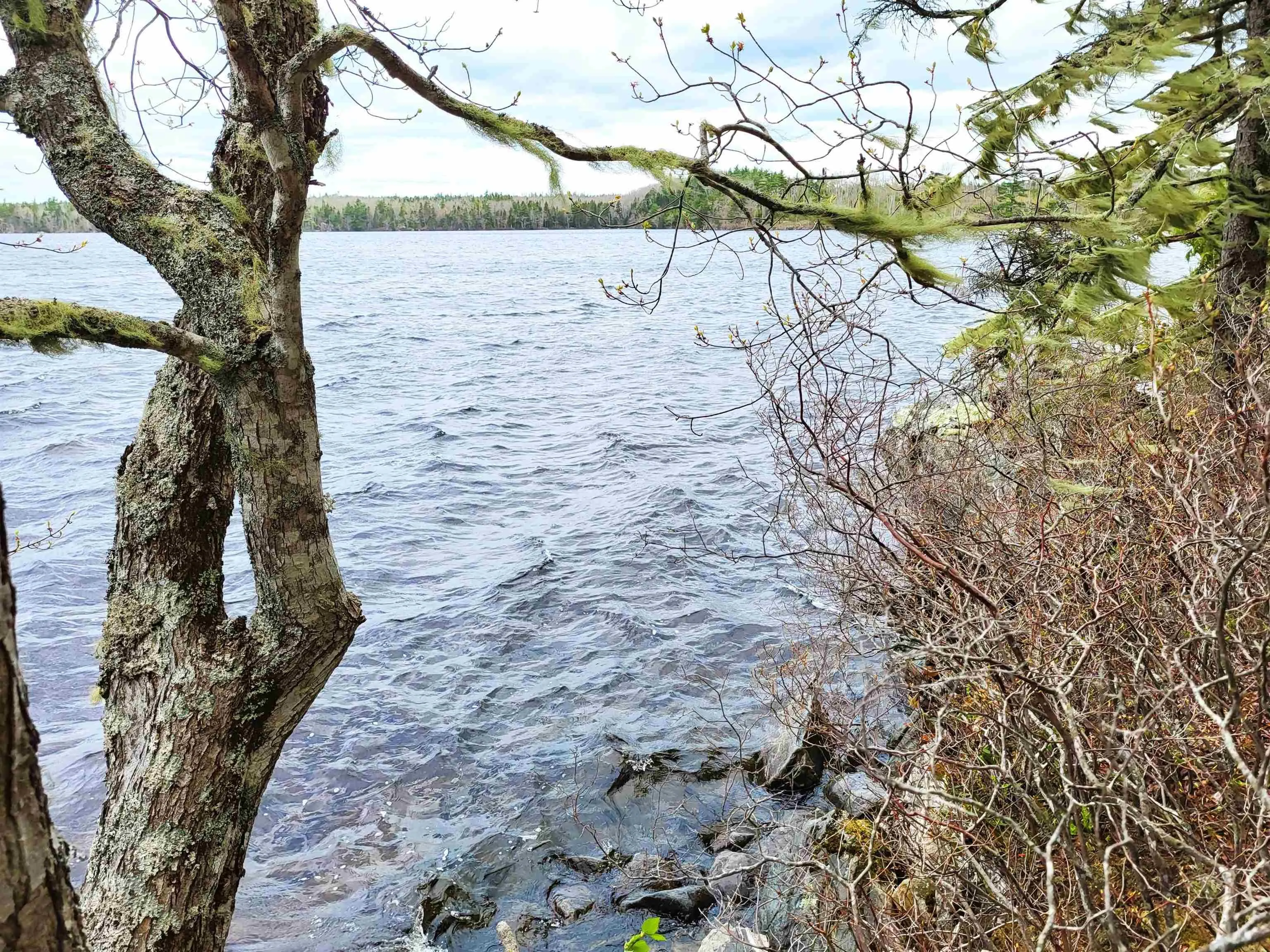 Hirtle Road, Voglers Cove Ns B0j 2h0, ,Land,For Sale,Hirtle,202417604