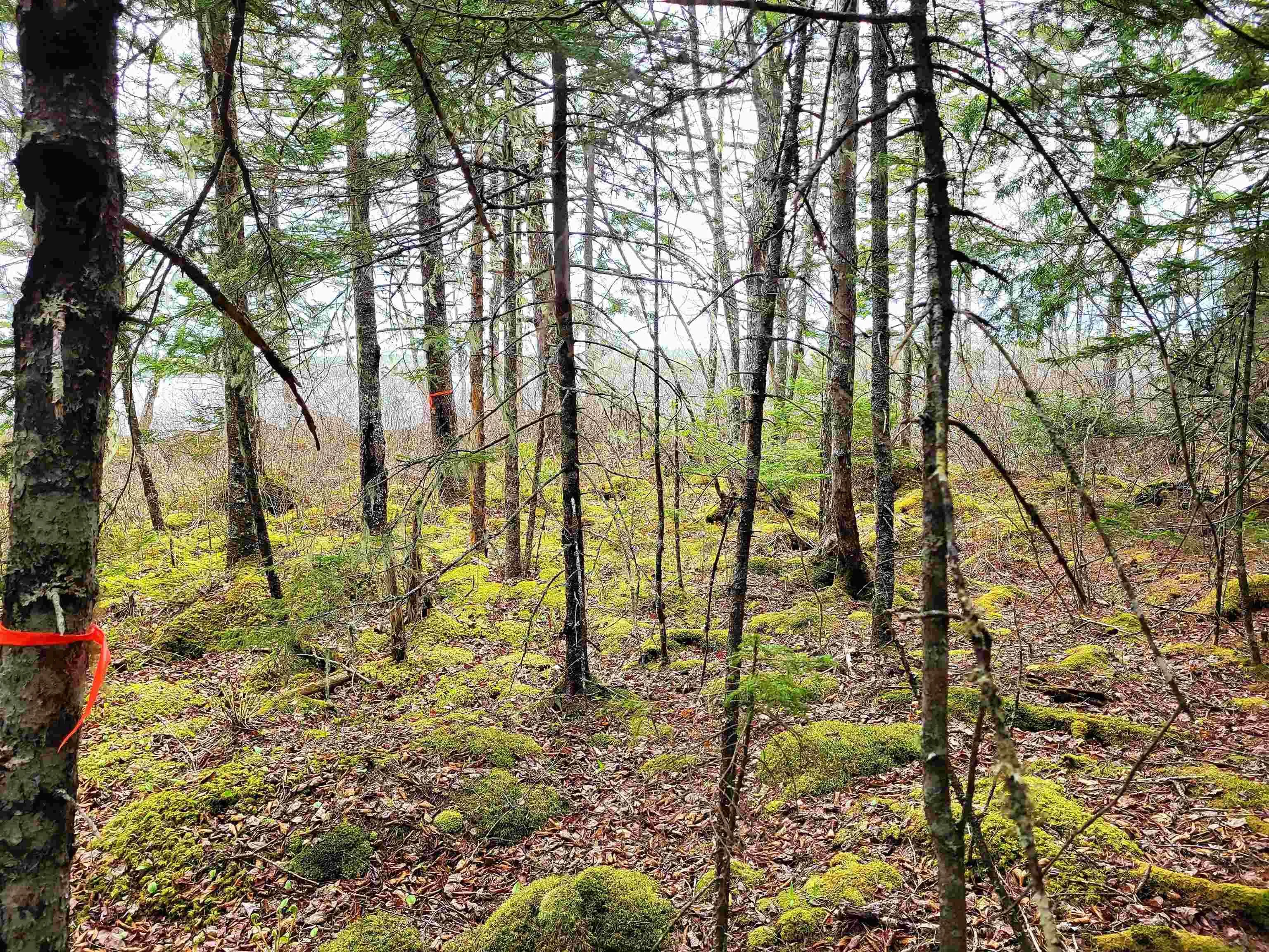 Hirtle Road, Voglers Cove Ns B0j 2h0, ,Land,For Sale,Hirtle,202417604