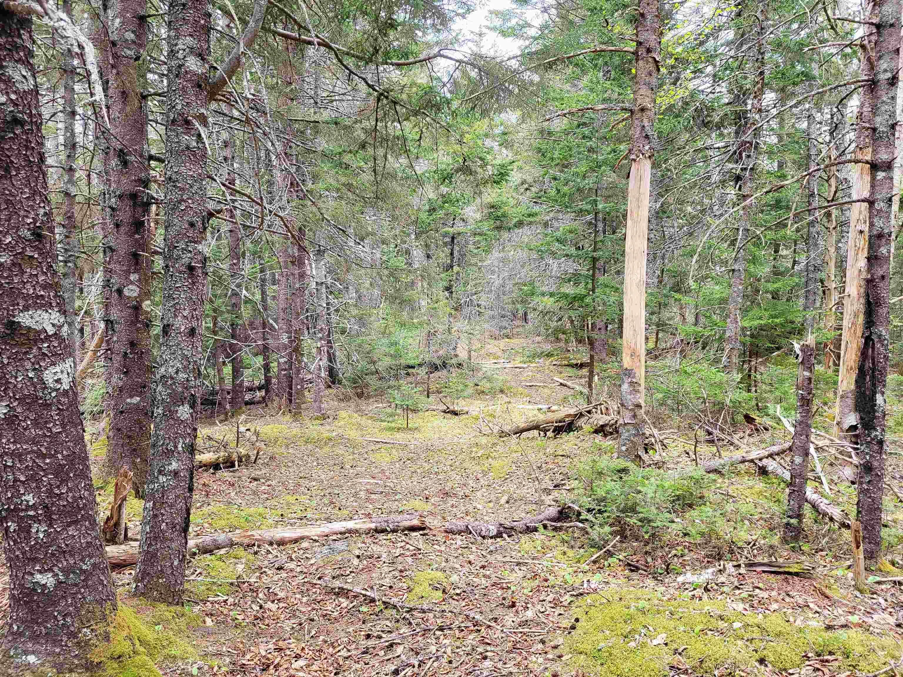 Hirtle Road, Voglers Cove Ns B0j 2h0, ,Land,For Sale,Hirtle,202417604