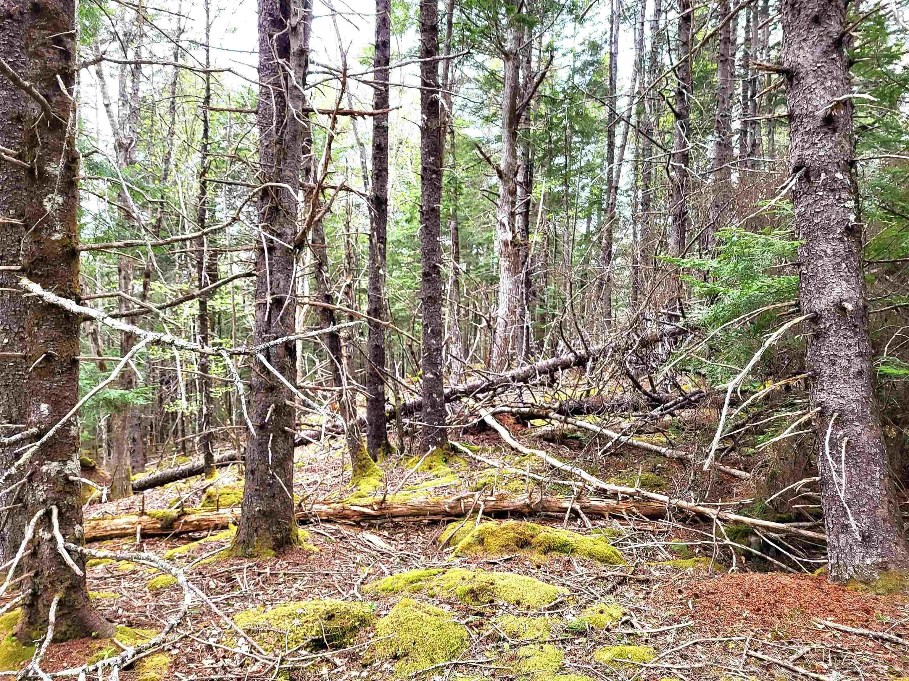 Hirtle Road, Voglers Cove Ns B0j 2h0, ,Land,For Sale,Hirtle,202417604