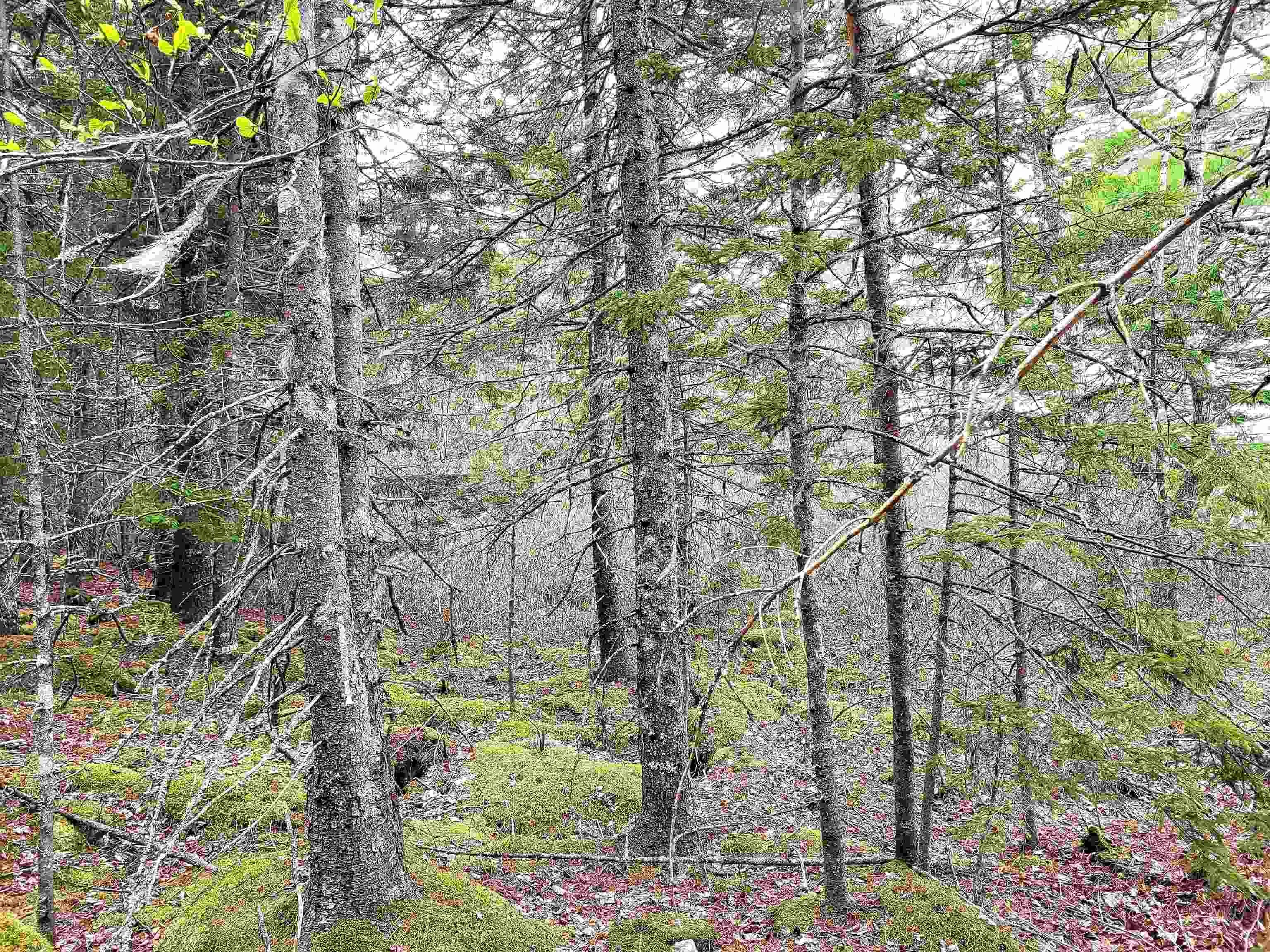 Hirtle Road, Voglers Cove Ns B0j 2h0, ,Land,For Sale,Hirtle,202417604