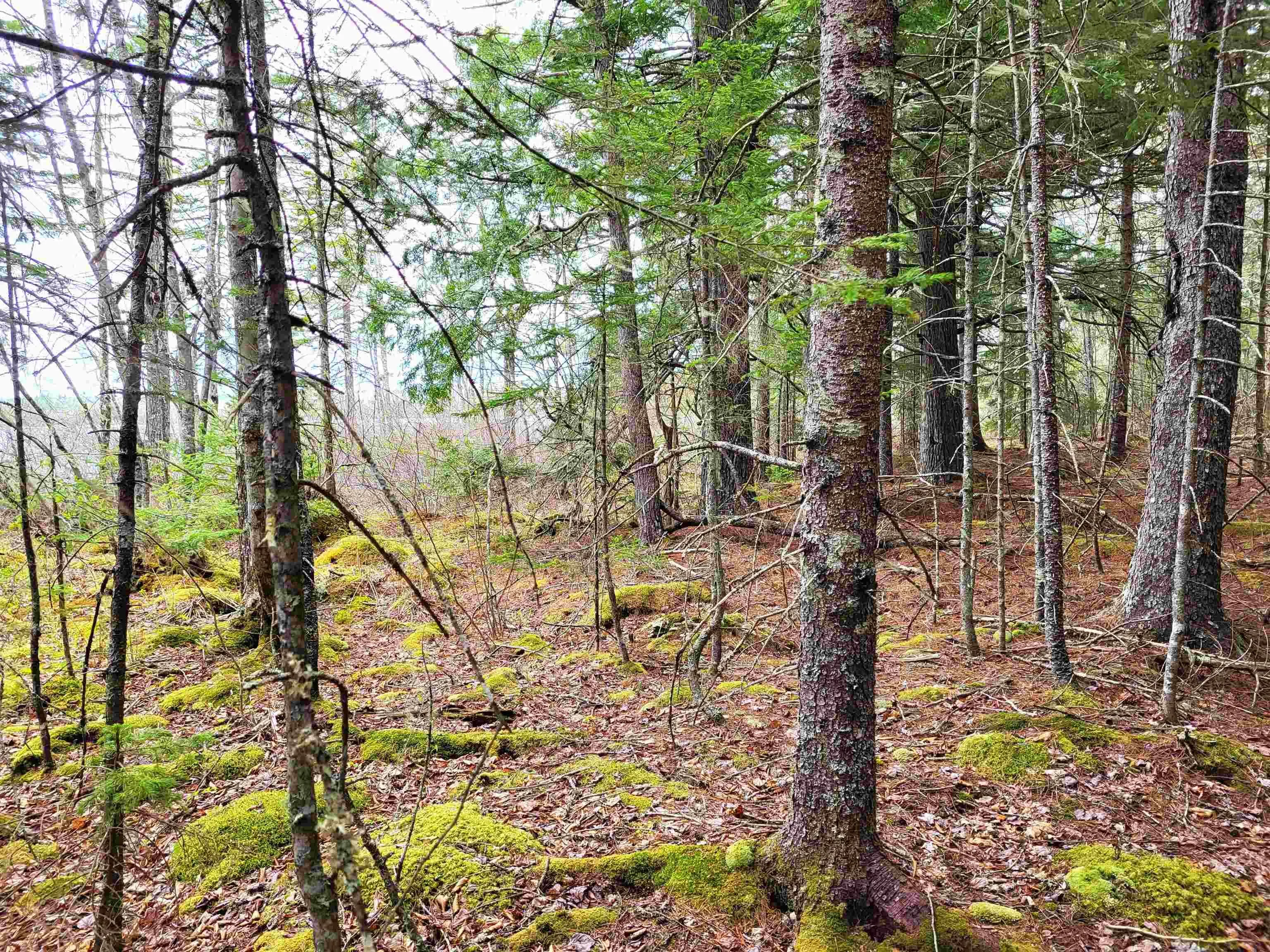 Hirtle Road, Voglers Cove Ns B0j 2h0, ,Land,For Sale,Hirtle,202417604