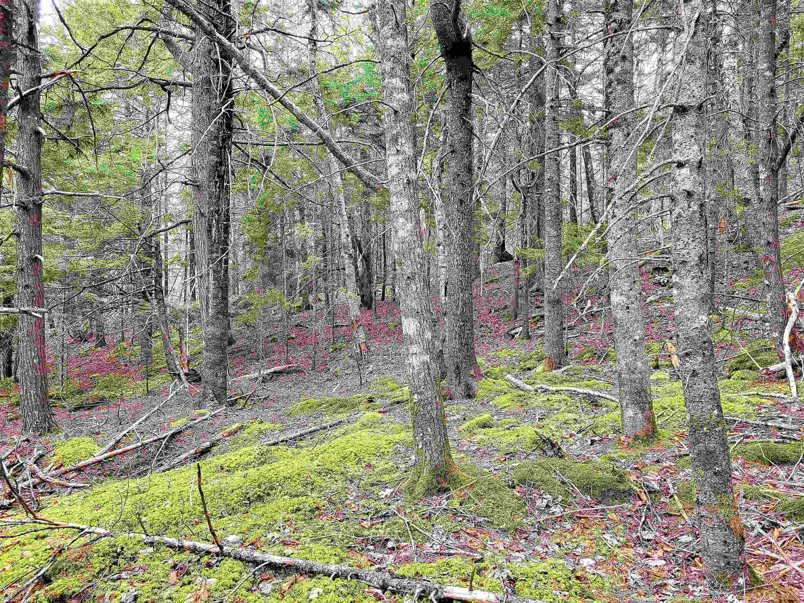 Hirtle Road, Voglers Cove Ns B0j 2h0, ,Land,For Sale,Hirtle,202417604