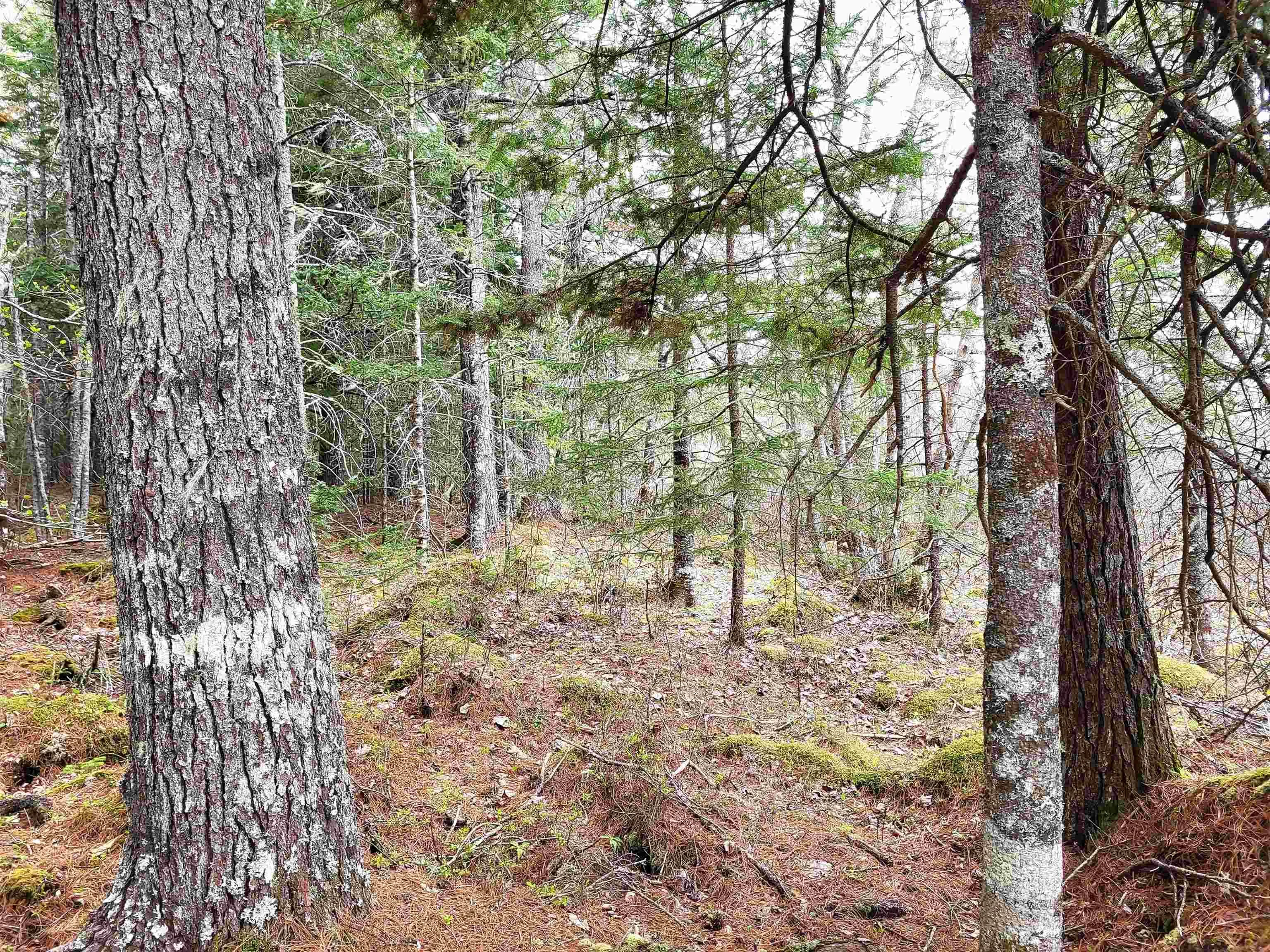 Hirtle Road, Voglers Cove Ns B0j 2h0, ,Land,For Sale,Hirtle,202417604
