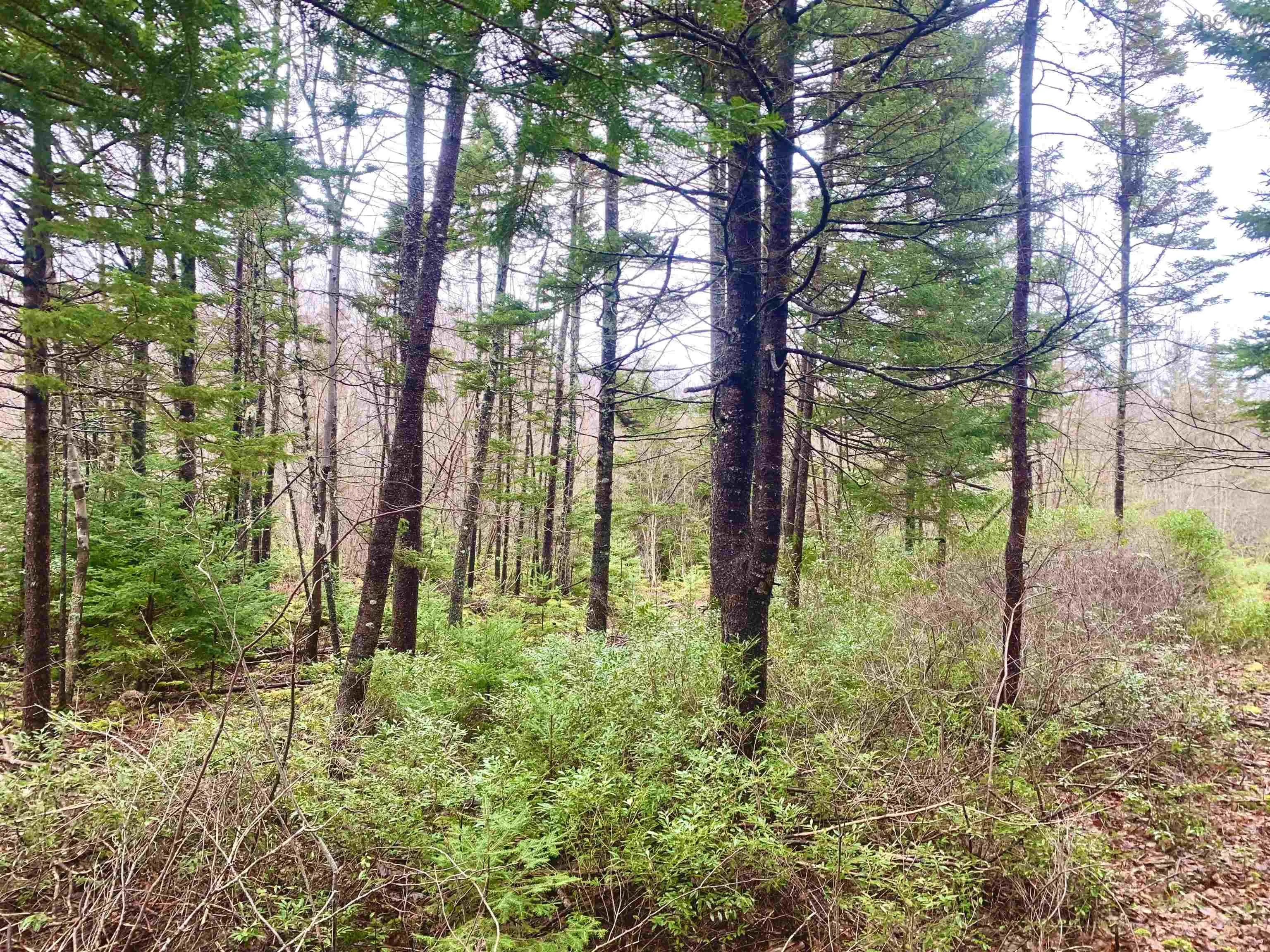 2.3 Acres Highway 308, Tusket Ns B0w 3m0, ,Land,For Sale,Highway 308,202406524