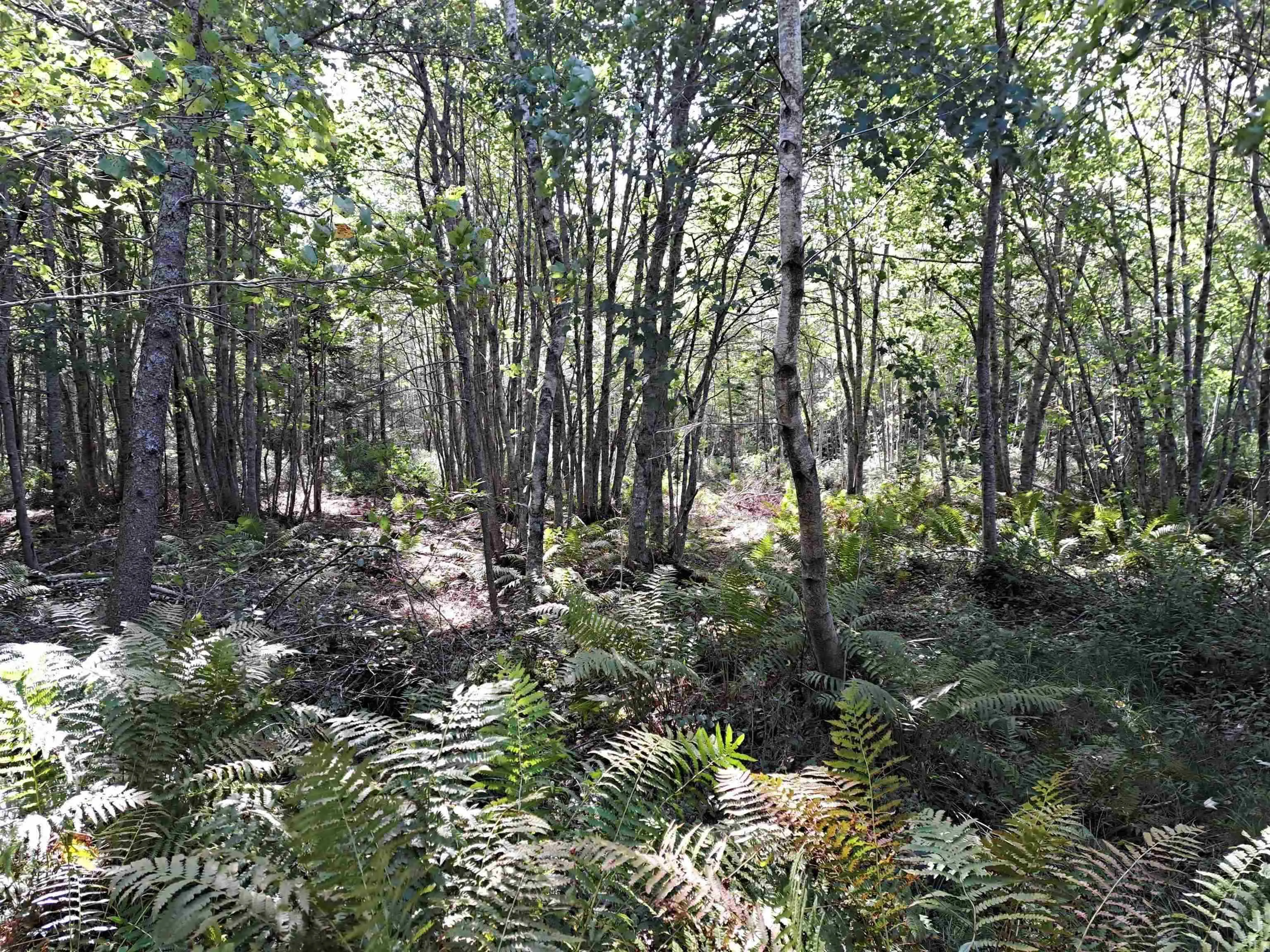 2.3 Acres Highway 308, Tusket Ns B0w 3m0, ,Land,For Sale,Highway 308,202406524