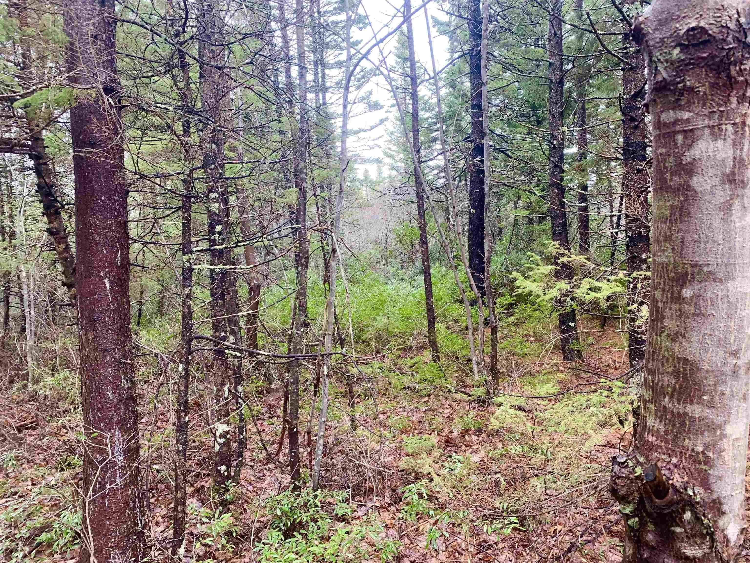 2.3 Acres Highway 308, Tusket Ns B0w 3m0, ,Land,For Sale,Highway 308,202406524