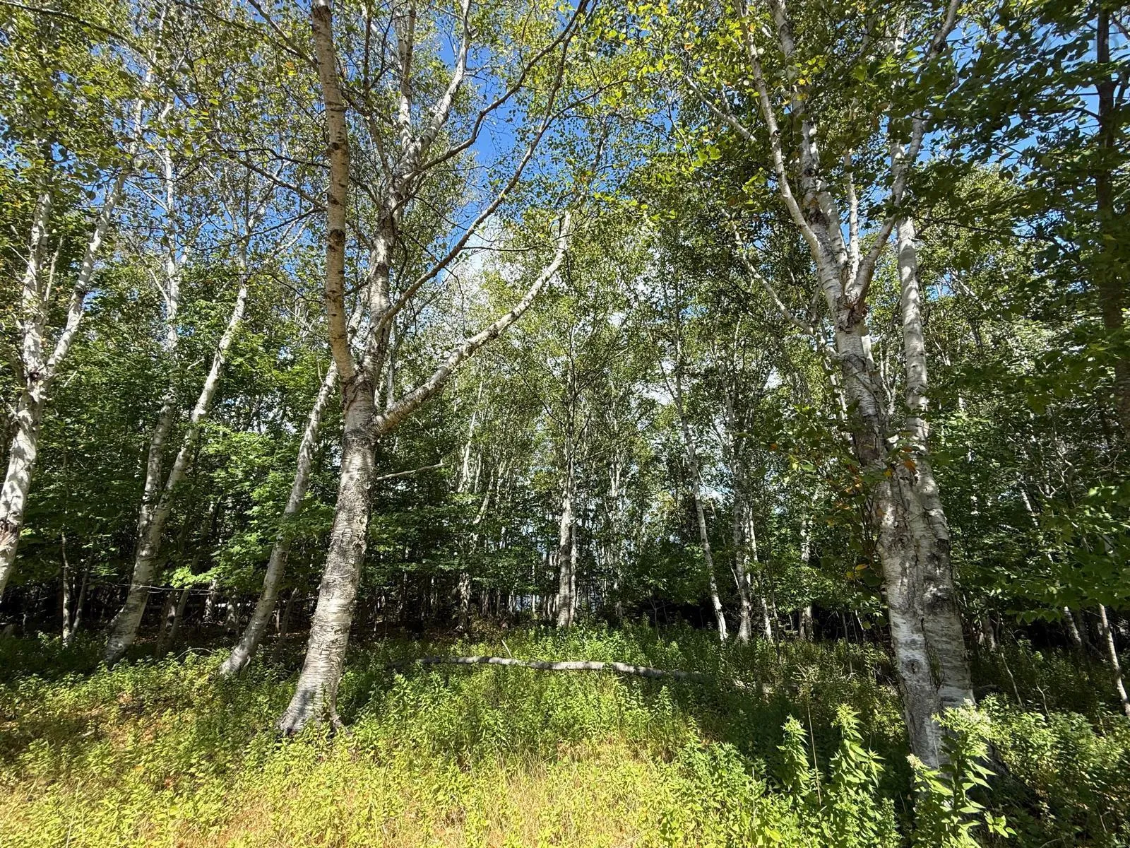 5735 West Bay Rd, Roberta, NS B0E 3K0, 2 Bedrooms Bedrooms, ,1 BathroomBathrooms,Residential,For Sale,West Bay Rd,202523324