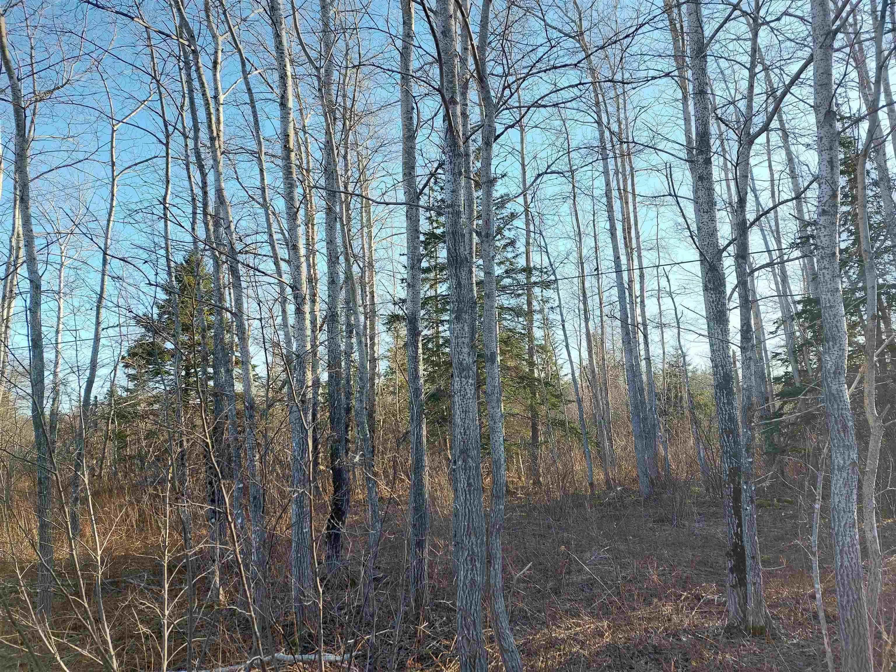 Lot 1 Hwy 4, Cleveland Ns B0e 1j0, ,Land,For Sale,Hwy 4,202509613
