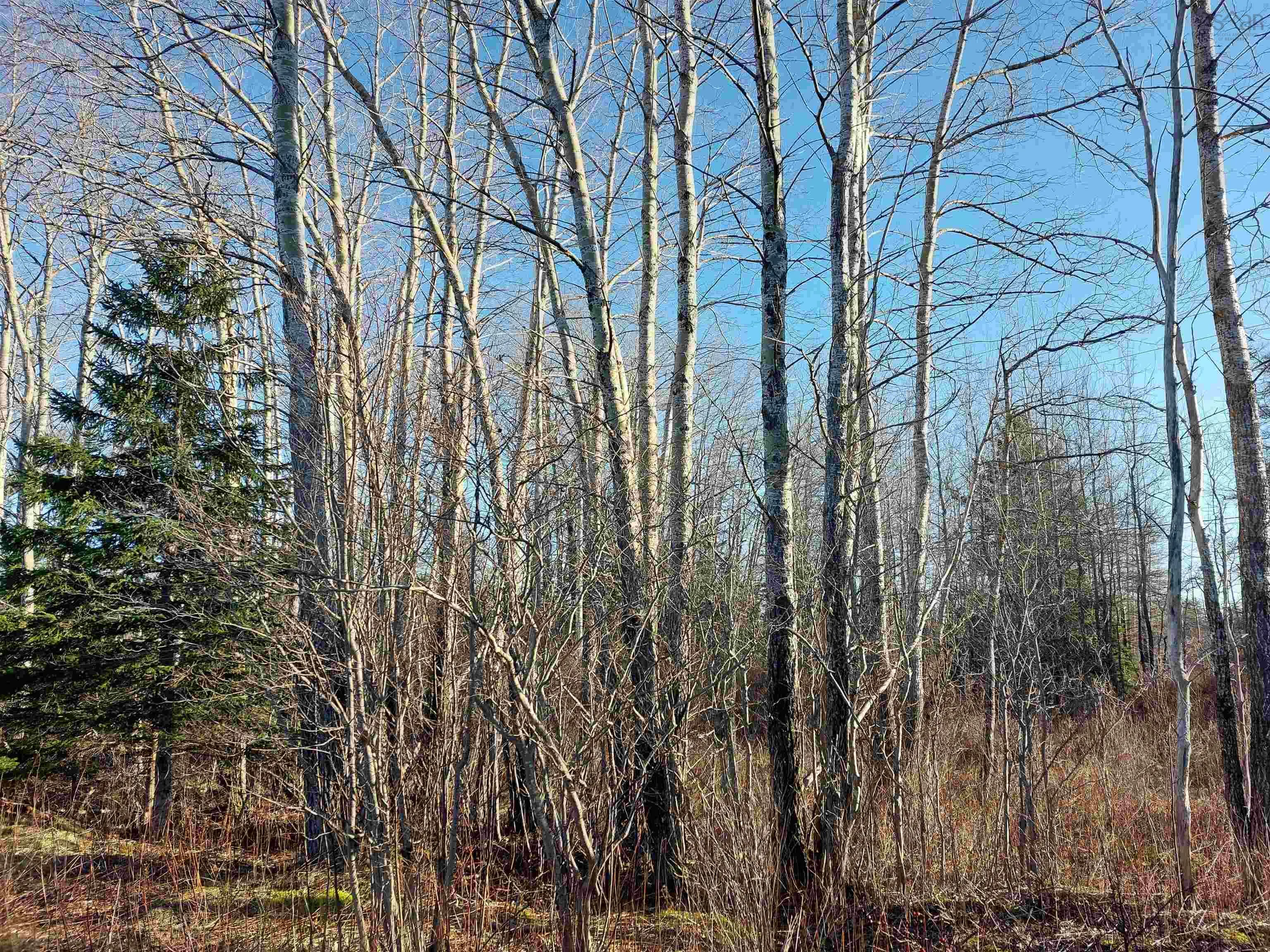 Lot 1 Hwy 4, Cleveland Ns B0e 1j0, ,Land,For Sale,Hwy 4,202509613