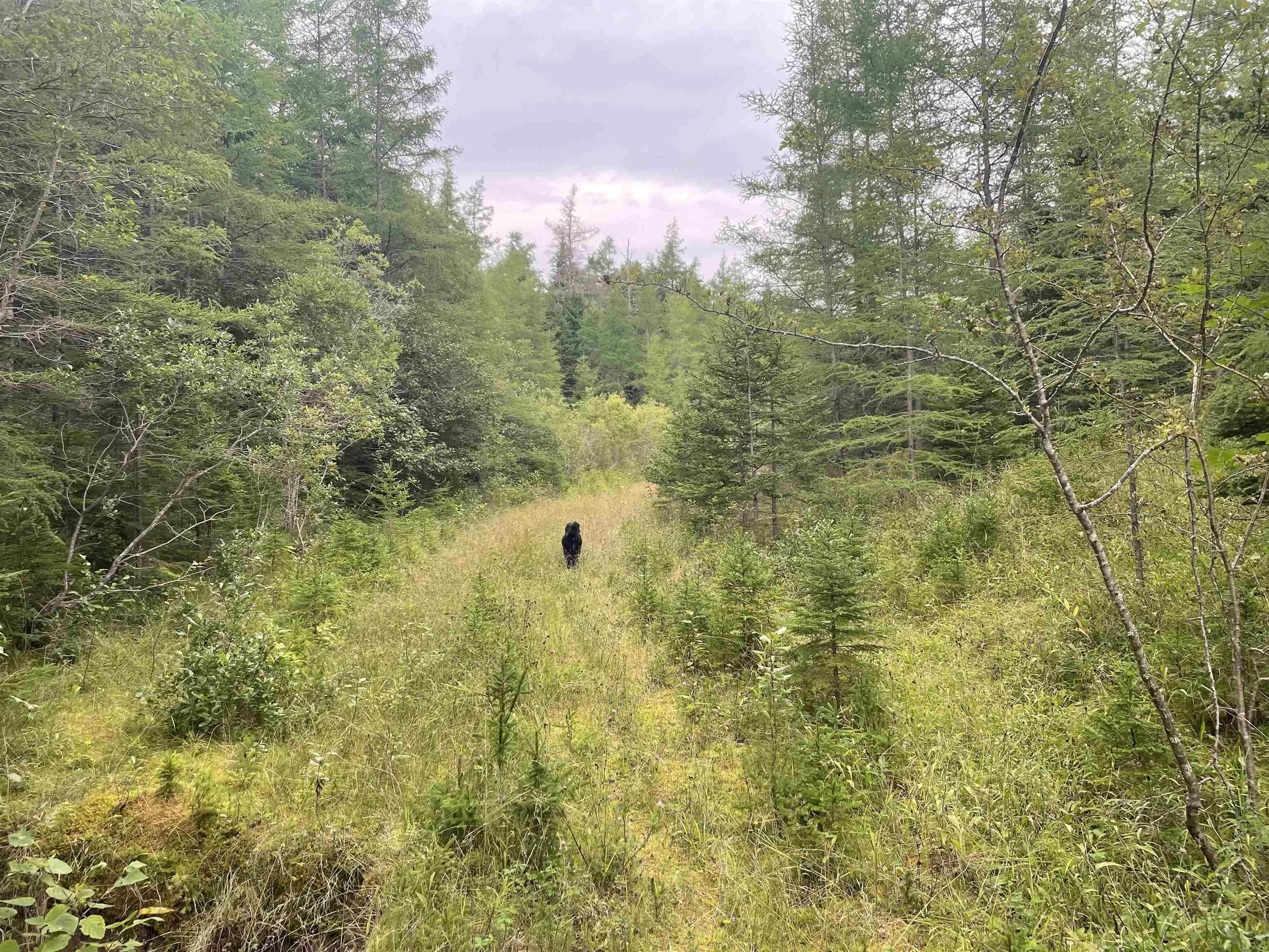 Highway 105, Baddeck Ns B0e 1b0, ,Land,For Sale,Highway 105,202419540