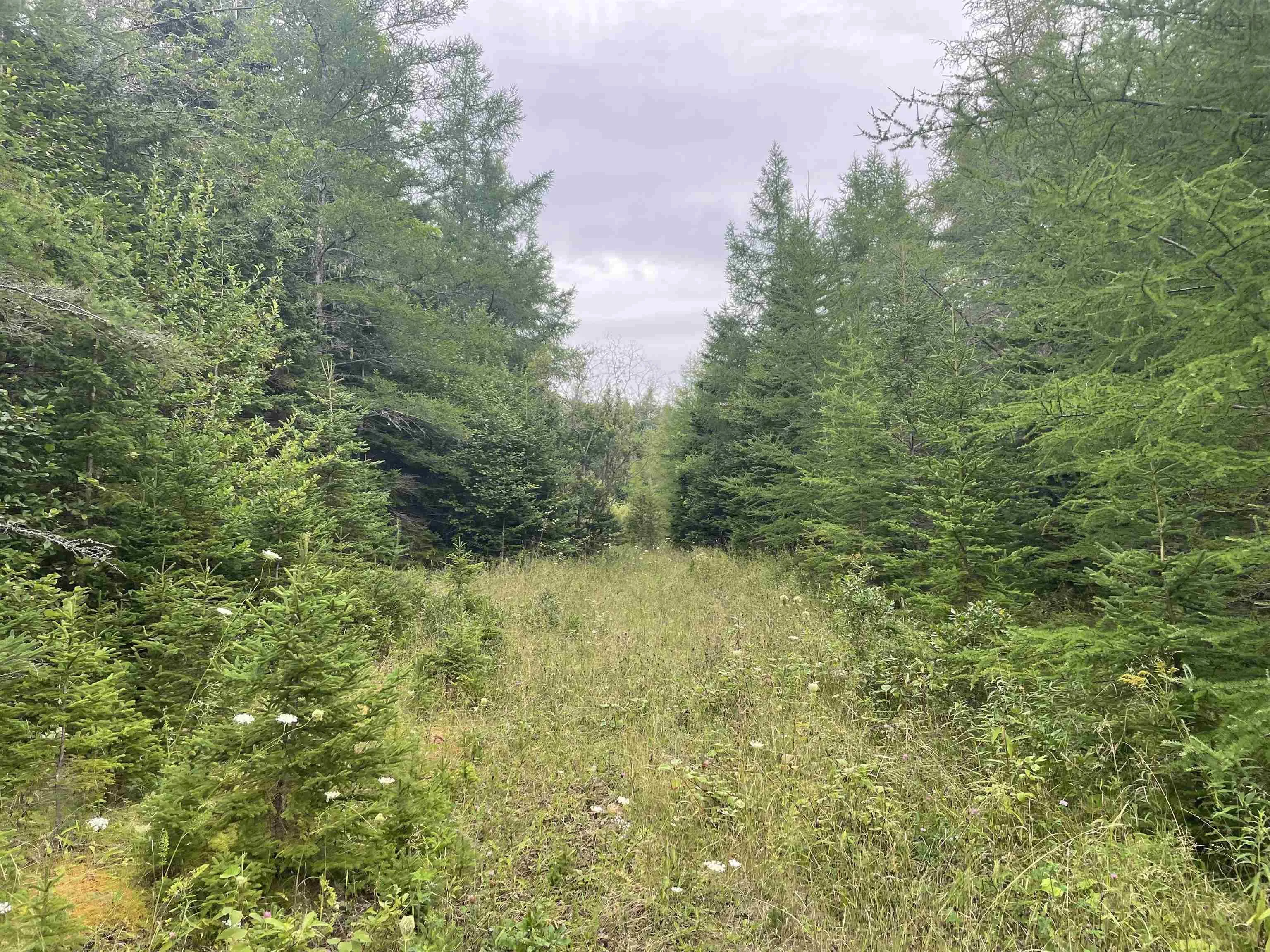 Highway 105, Baddeck Ns B0e 1b0, ,Land,For Sale,Highway 105,202419540