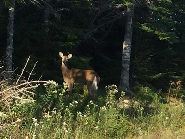 Lot 8 Sailors Way, Sampsonville, NS B0E 3B0, ,Land,For Sale,Sailors Way,202522517