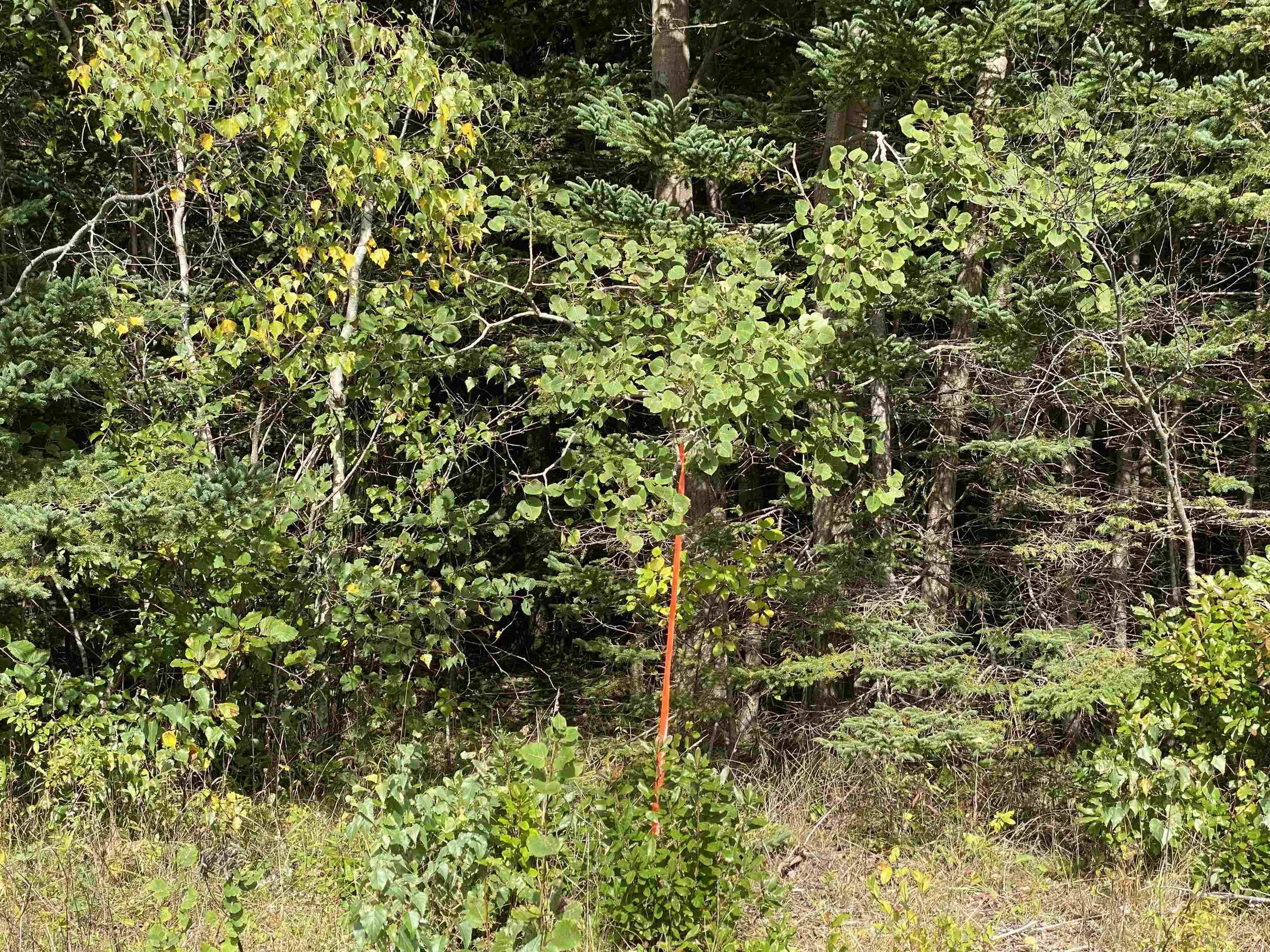# 101 Highway, Smiths Cove Ns B0s 1s0, ,Land,For Sale,# 101,202503777
