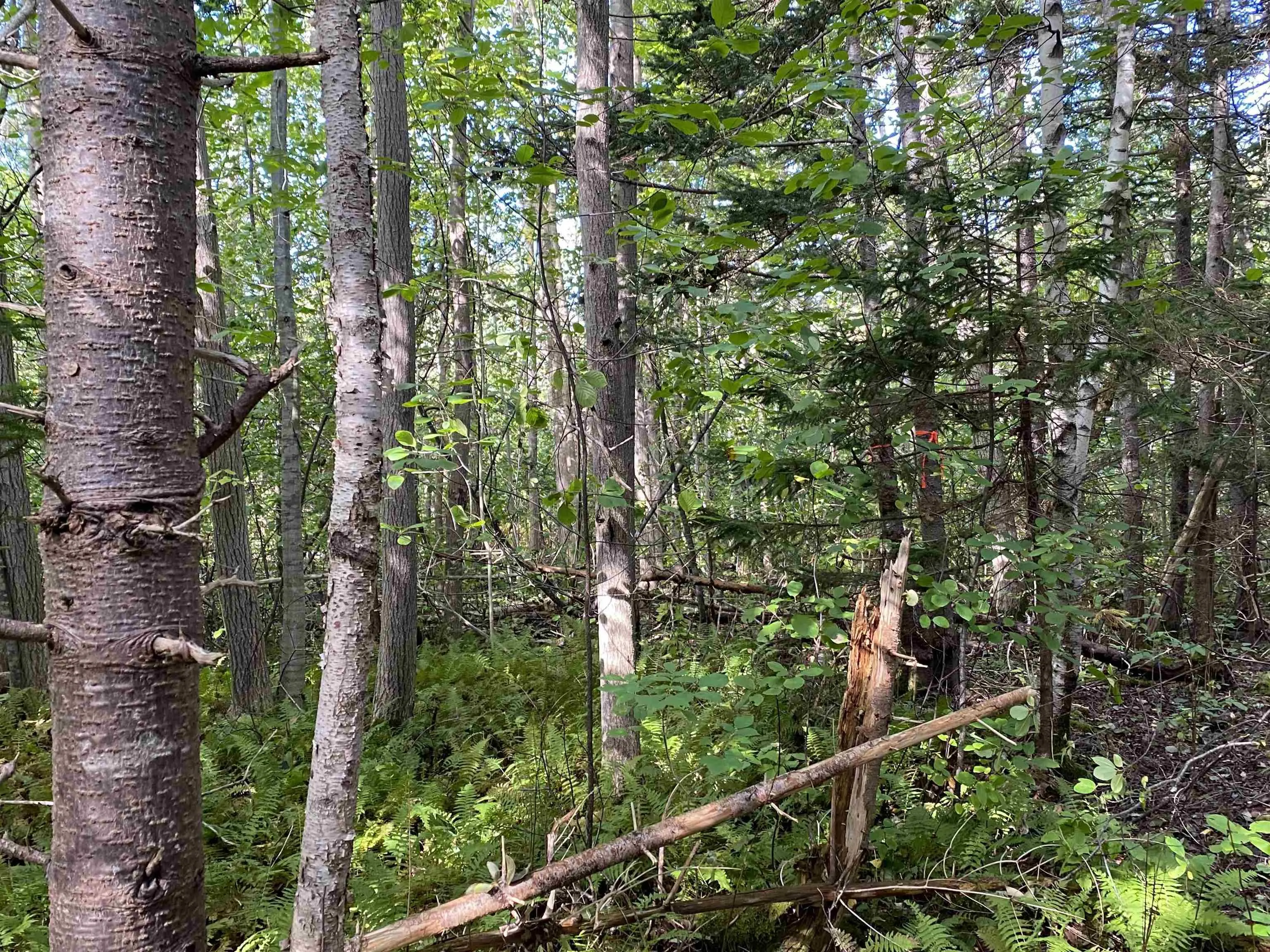 # 101 Highway, Smiths Cove Ns B0s 1s0, ,Land,For Sale,# 101,202503777